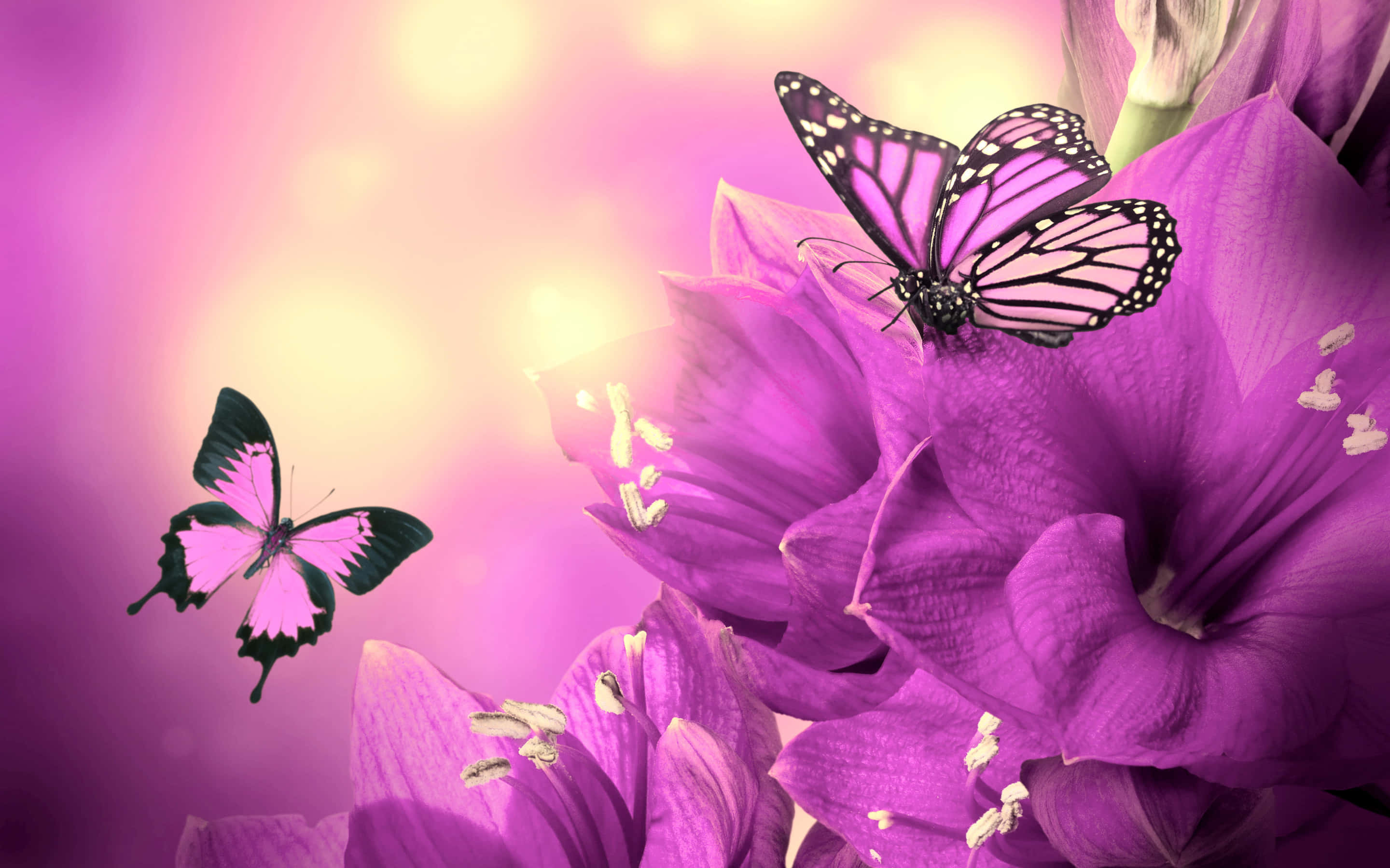 purple butterfly, black and pink wings, large purple flowers, 2K Desktop Wallpaper