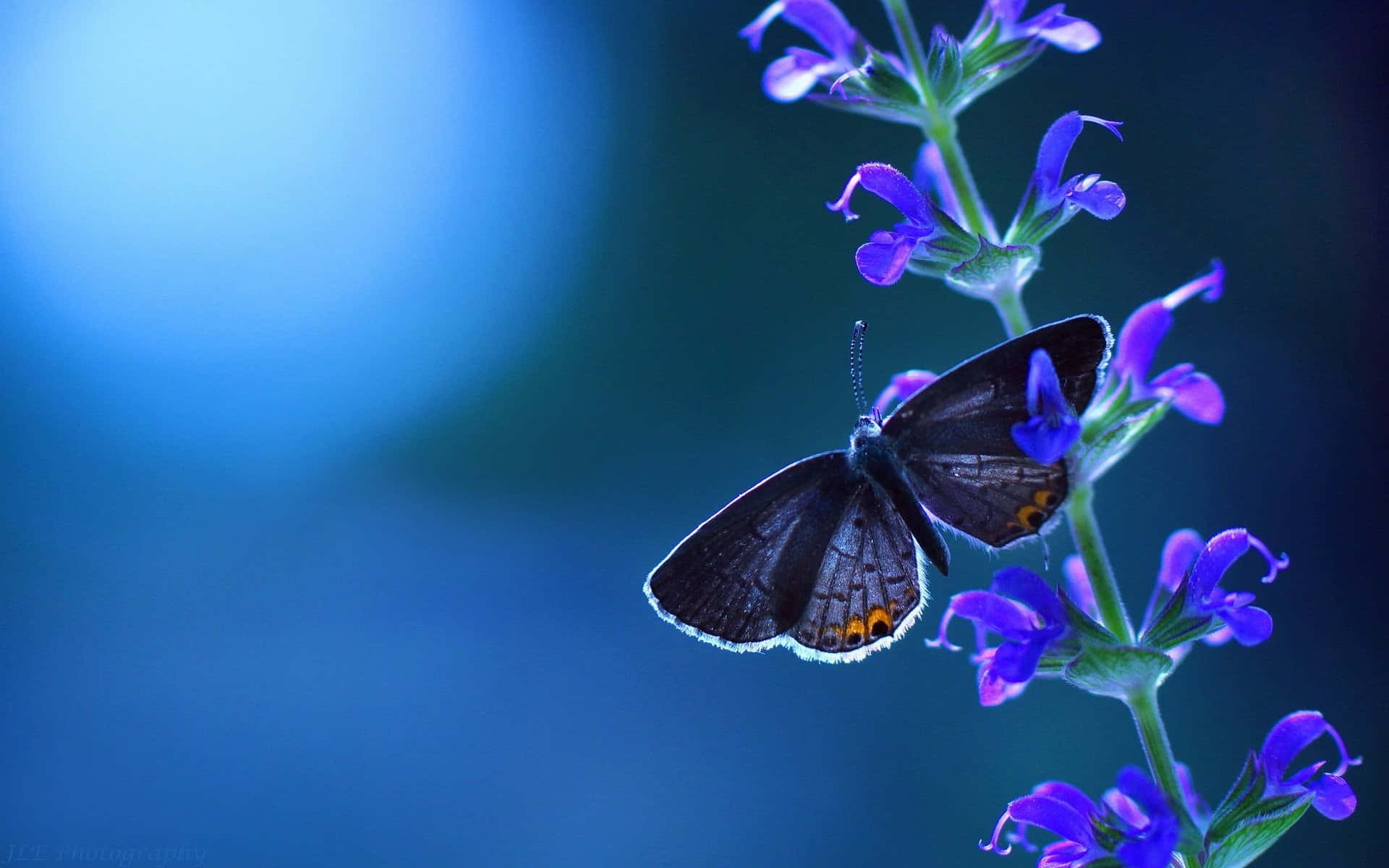 blue hued butterfly, white fringed wings, vivid purple flowers, Full HD Desktop Wallpaper