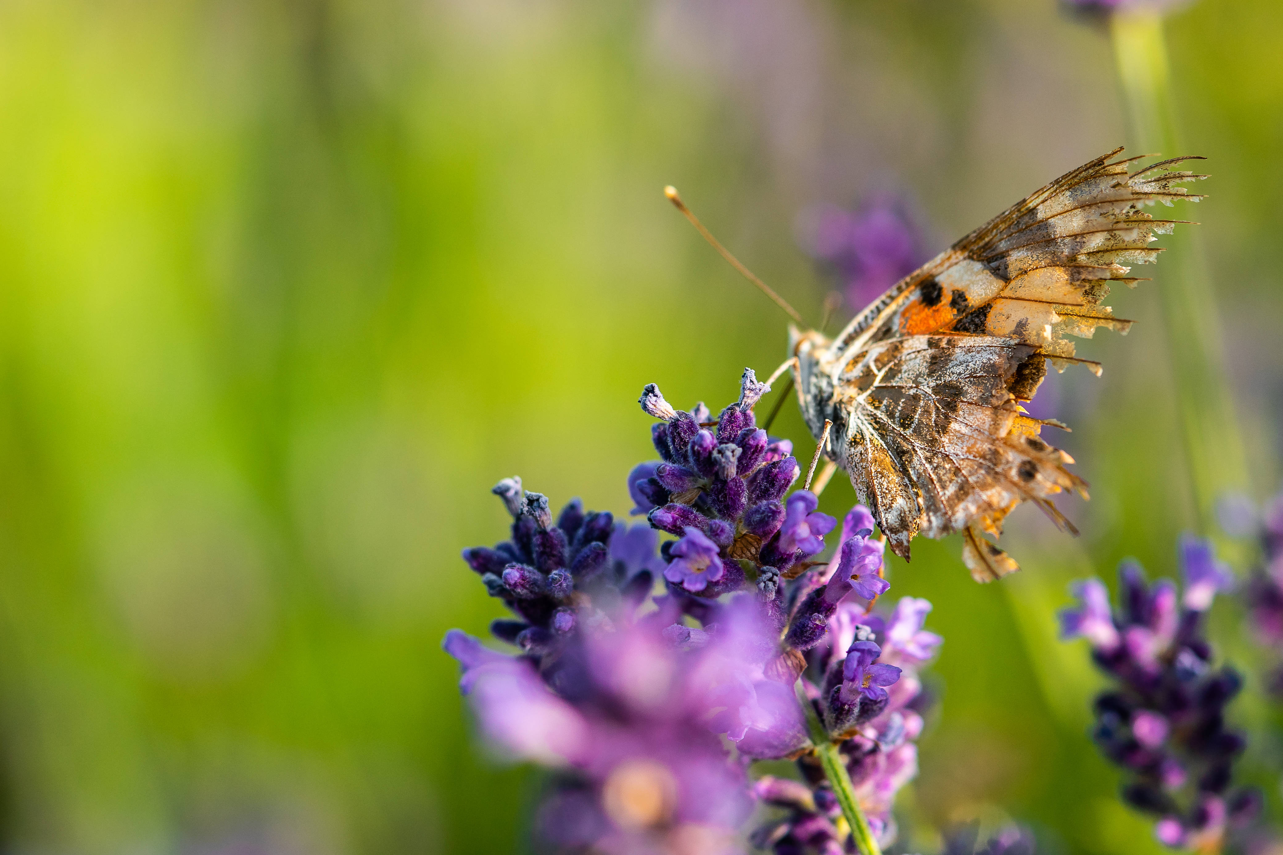 Full HD Butterfly, broken wings, orange and brown wings, 4K Desktop Wallpaper