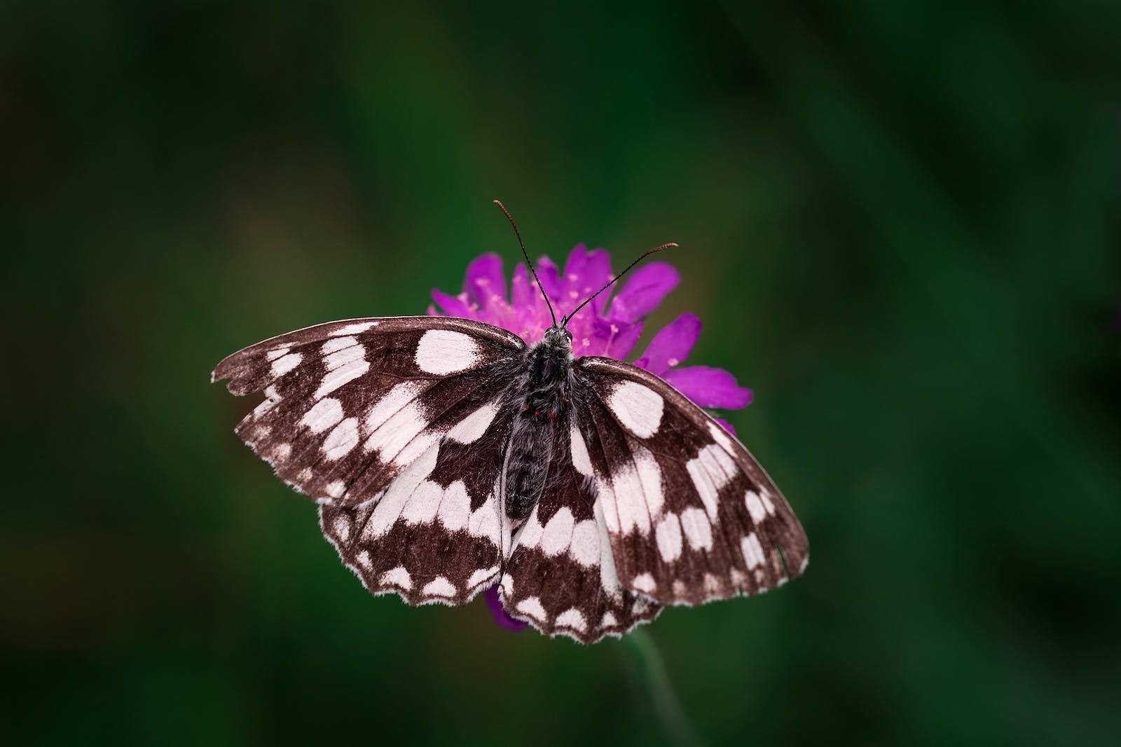 Full HD Butterfly, open wings, purple flower, HD Desktop Wallpaper