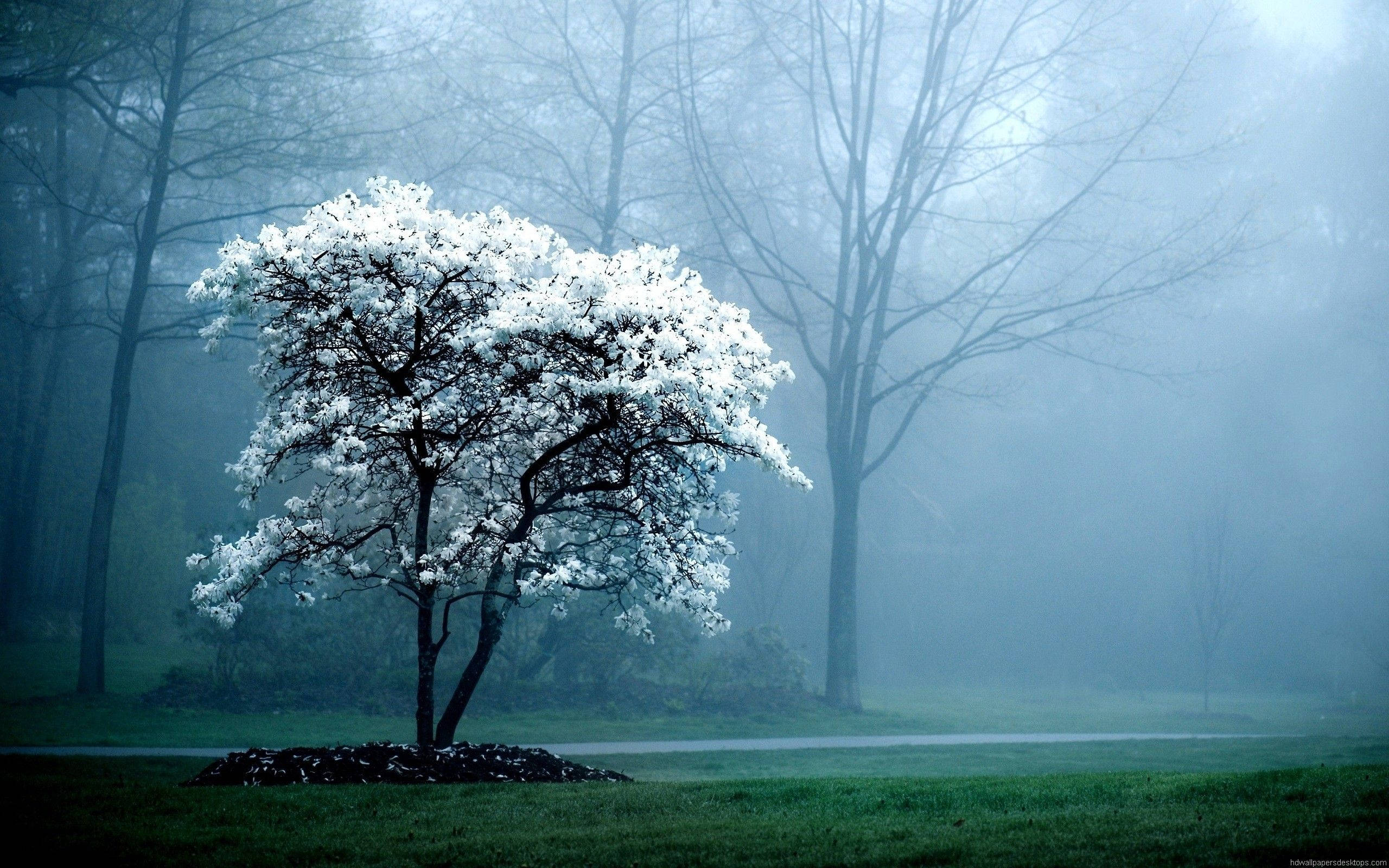 white tree, misty forest, bare branches, 2K Desktop Wallpaper