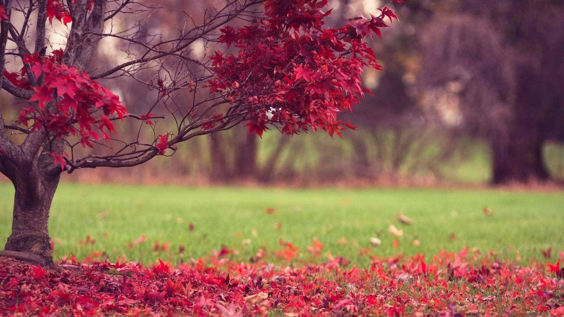 red autumn tree, vibrant red leaves, grassy field, Full HD Desktop Wallpaper