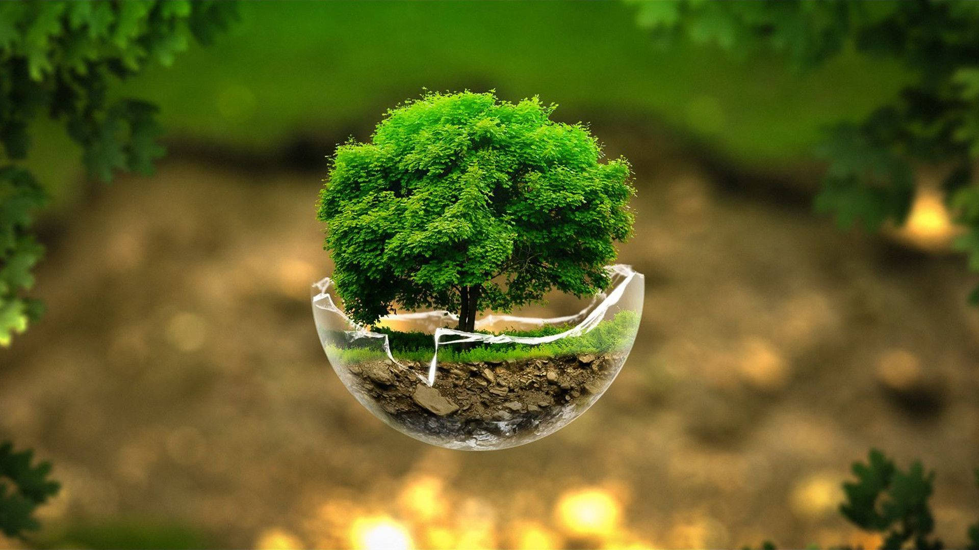 green tree, cracked glass dome, blurred natural setting, Full HD Desktop Wallpaper