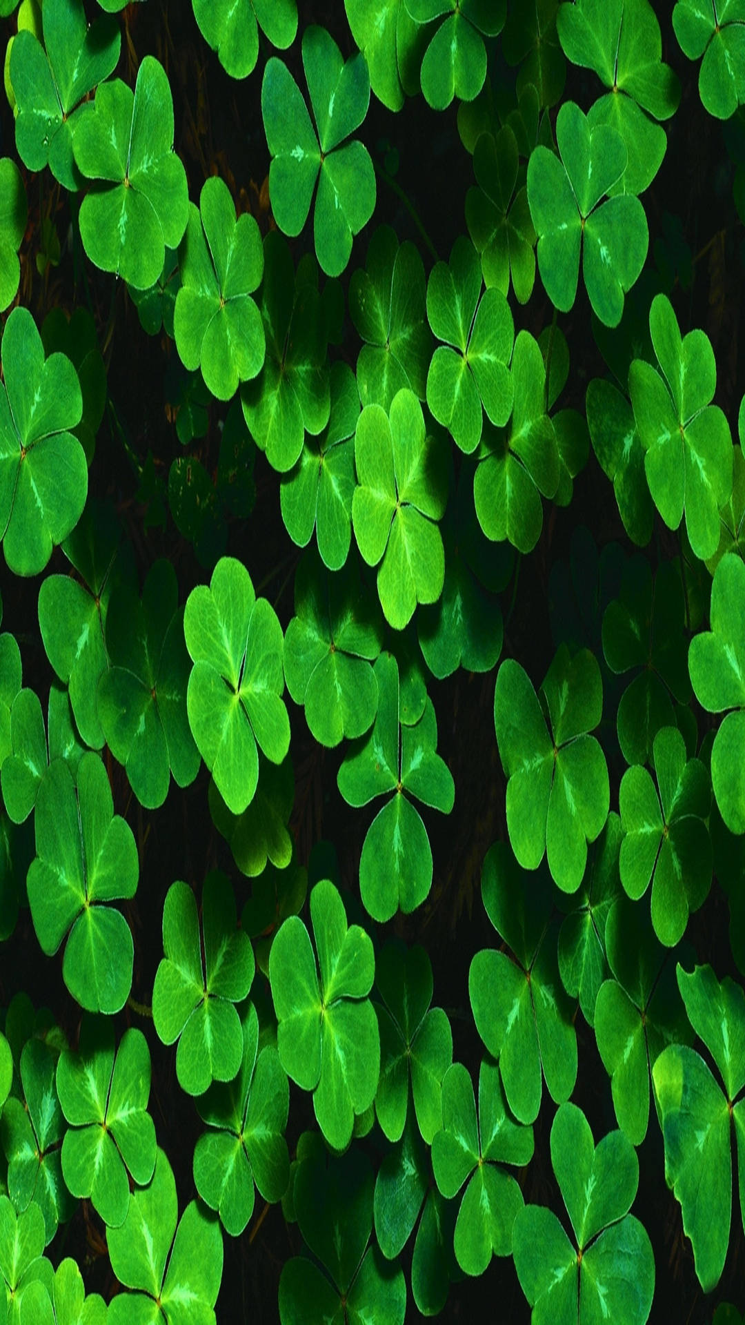 green clover plants, vibrant green, dark background, Full HD Phone Wallpaper