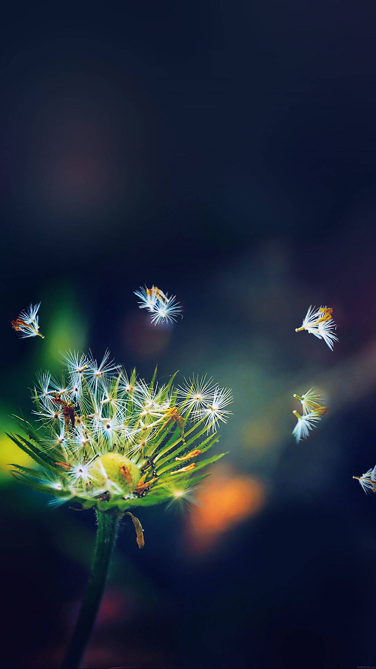 Full HD Phone, dandelion flower, glowing white fluff seeds, Full HD Phone Wallpaper