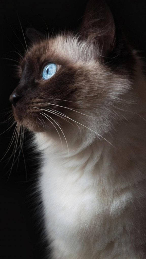 Siamese cat, blue eyes, cream fur, SD Phone Wallpaper