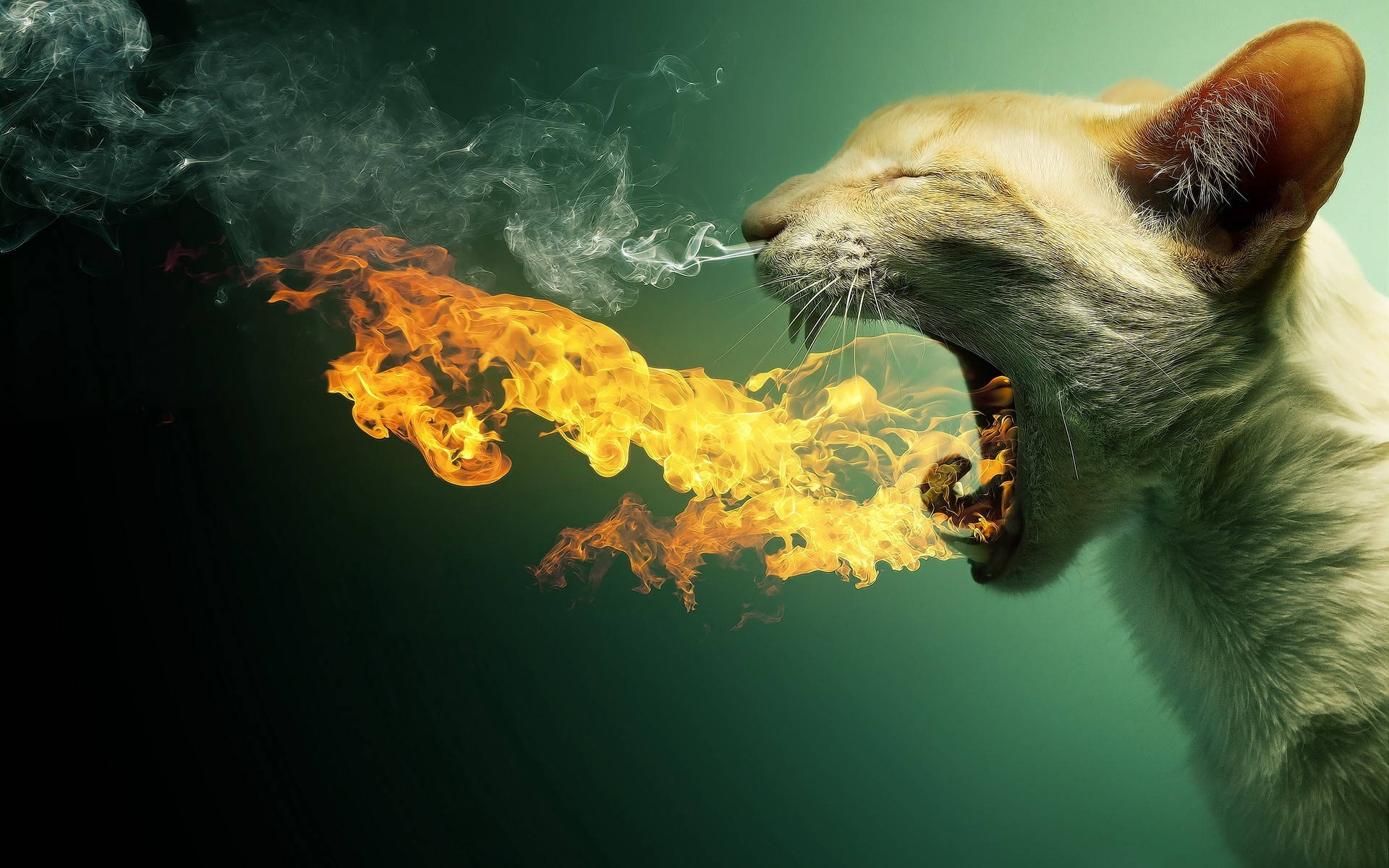 Full HD Tablet, cat, fire breath, Full HD Desktop Wallpaper