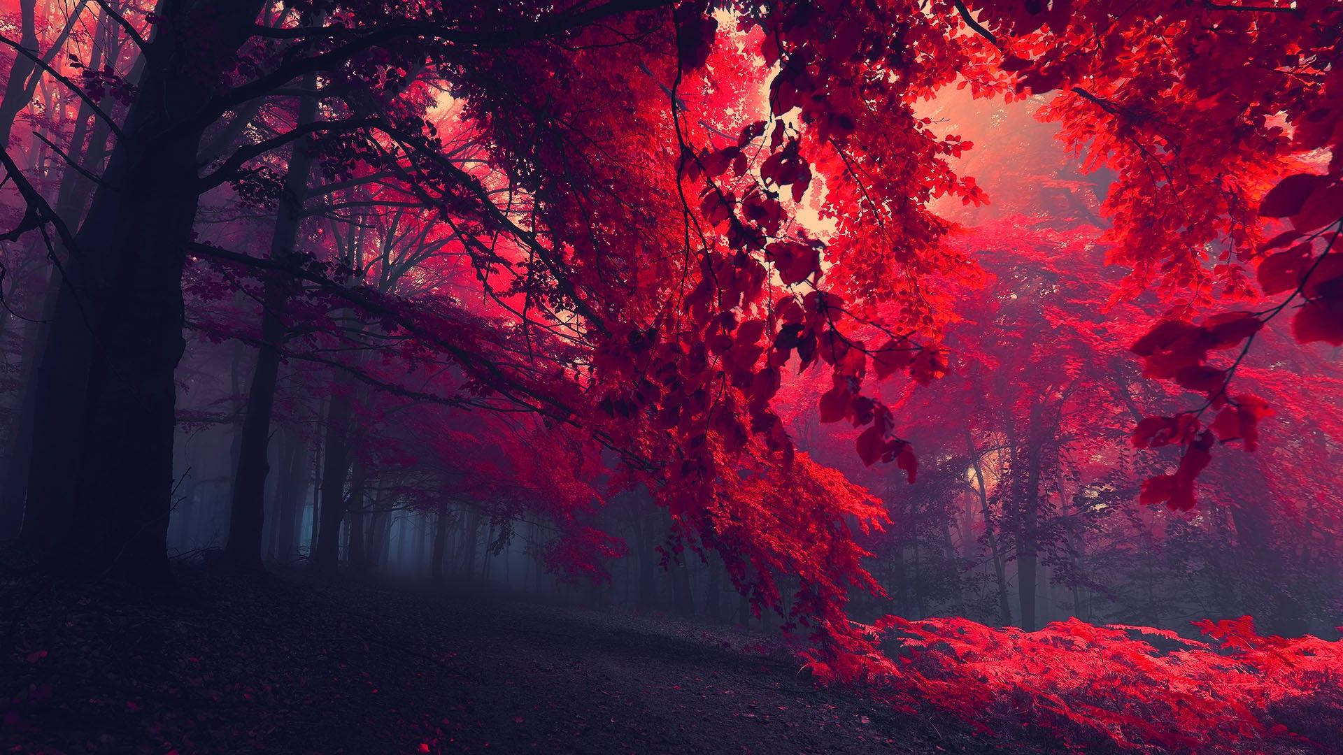 Full HD Tablet, crimson trees, misty forest path, Full HD Desktop Wallpaper