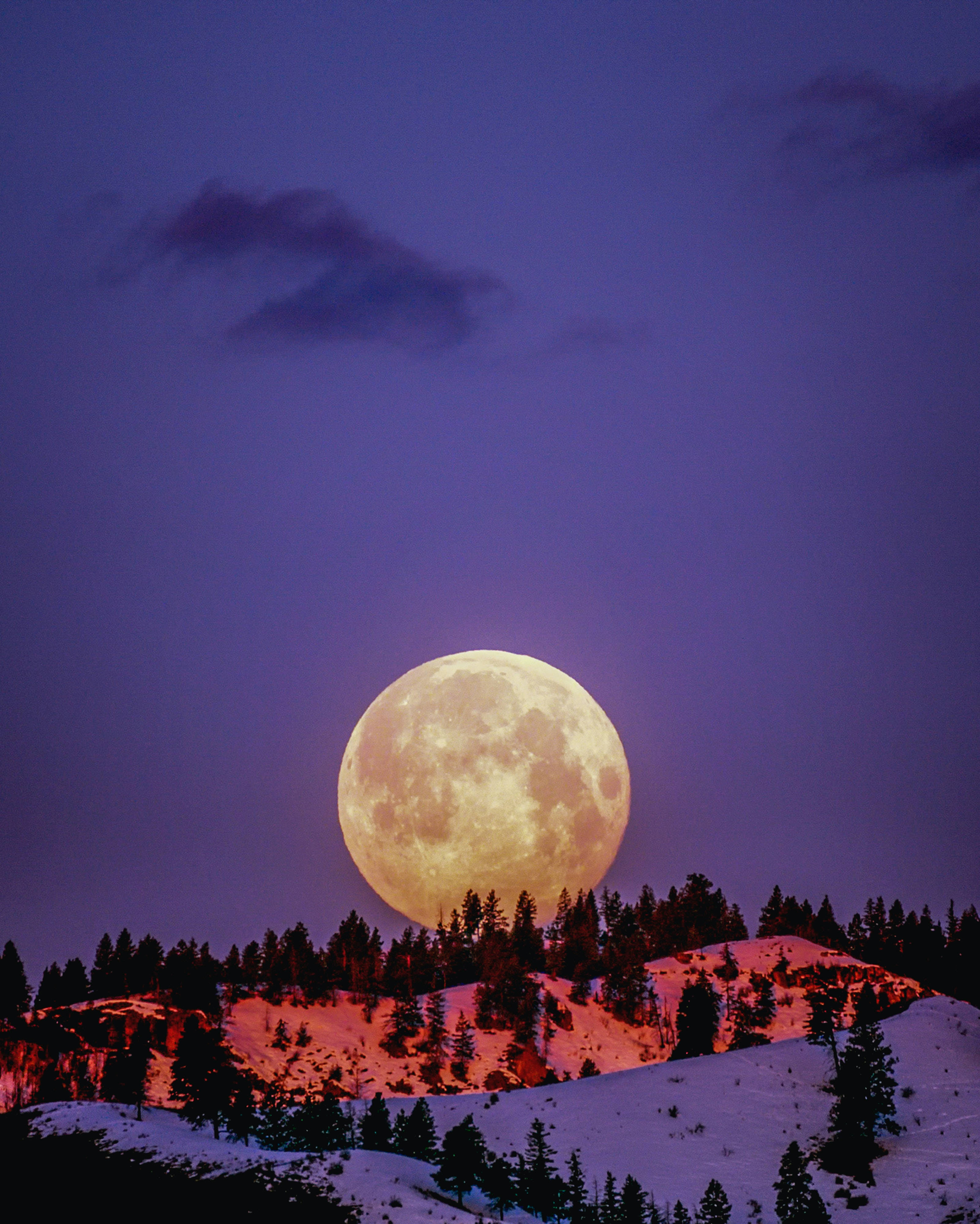 Full Moon, snow-covered pine forest, deep purple twilight sky, 4K Phone Wallpaper