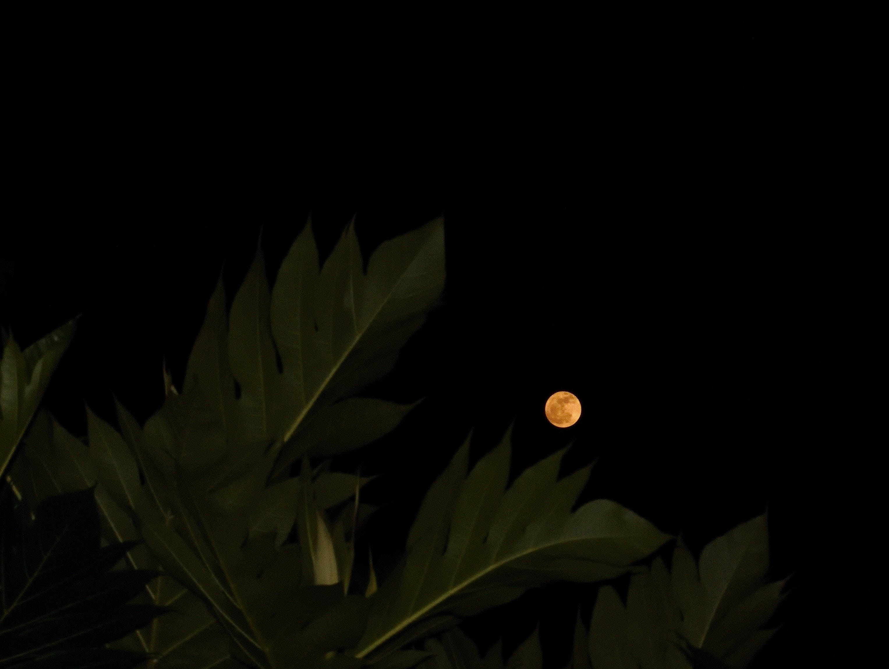 full moon, orange moon, tropical leaves, 2K Desktop Wallpaper