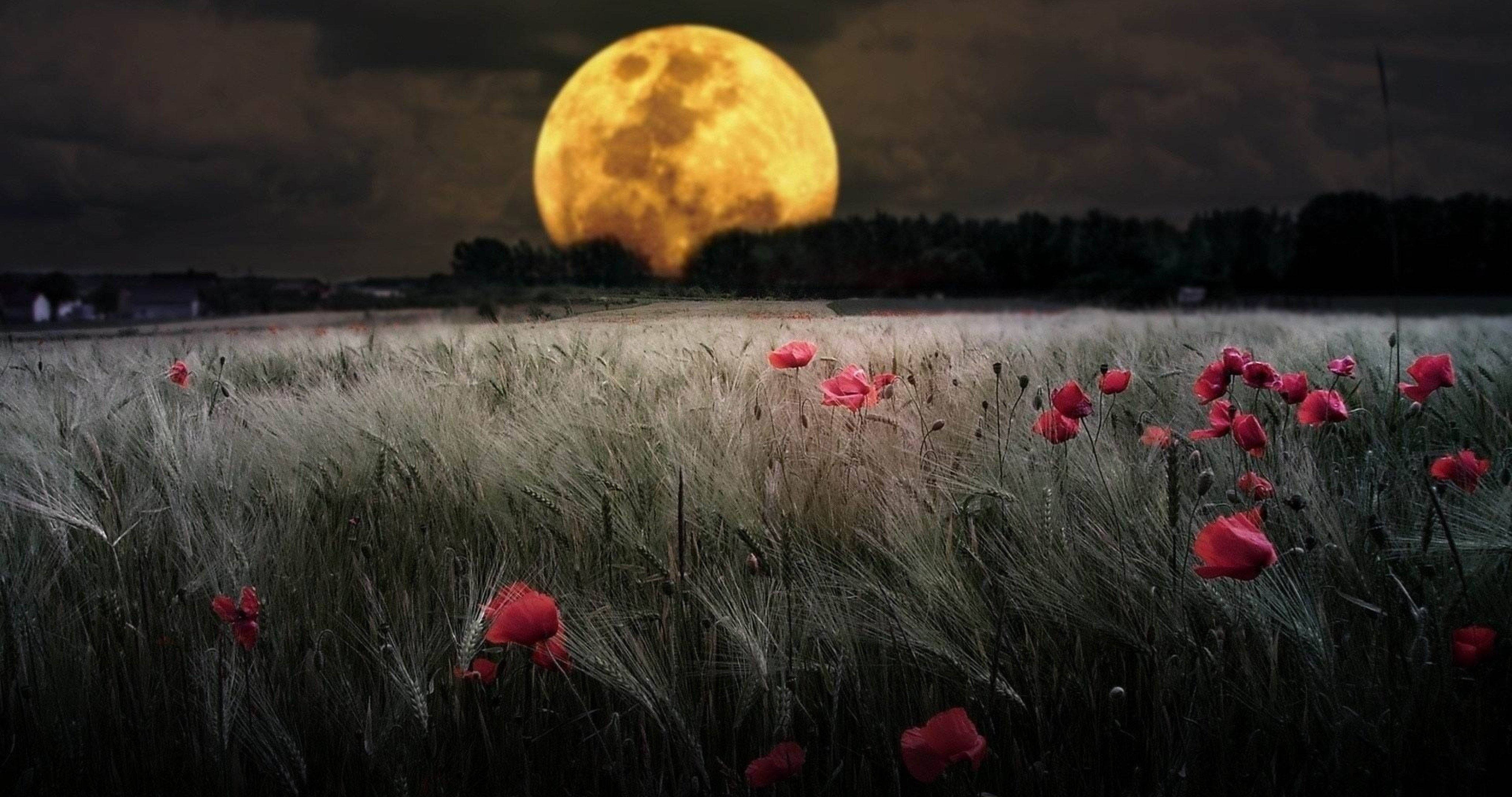 moon, red poppies, glowing yellow moon, 4K Desktop Wallpaper