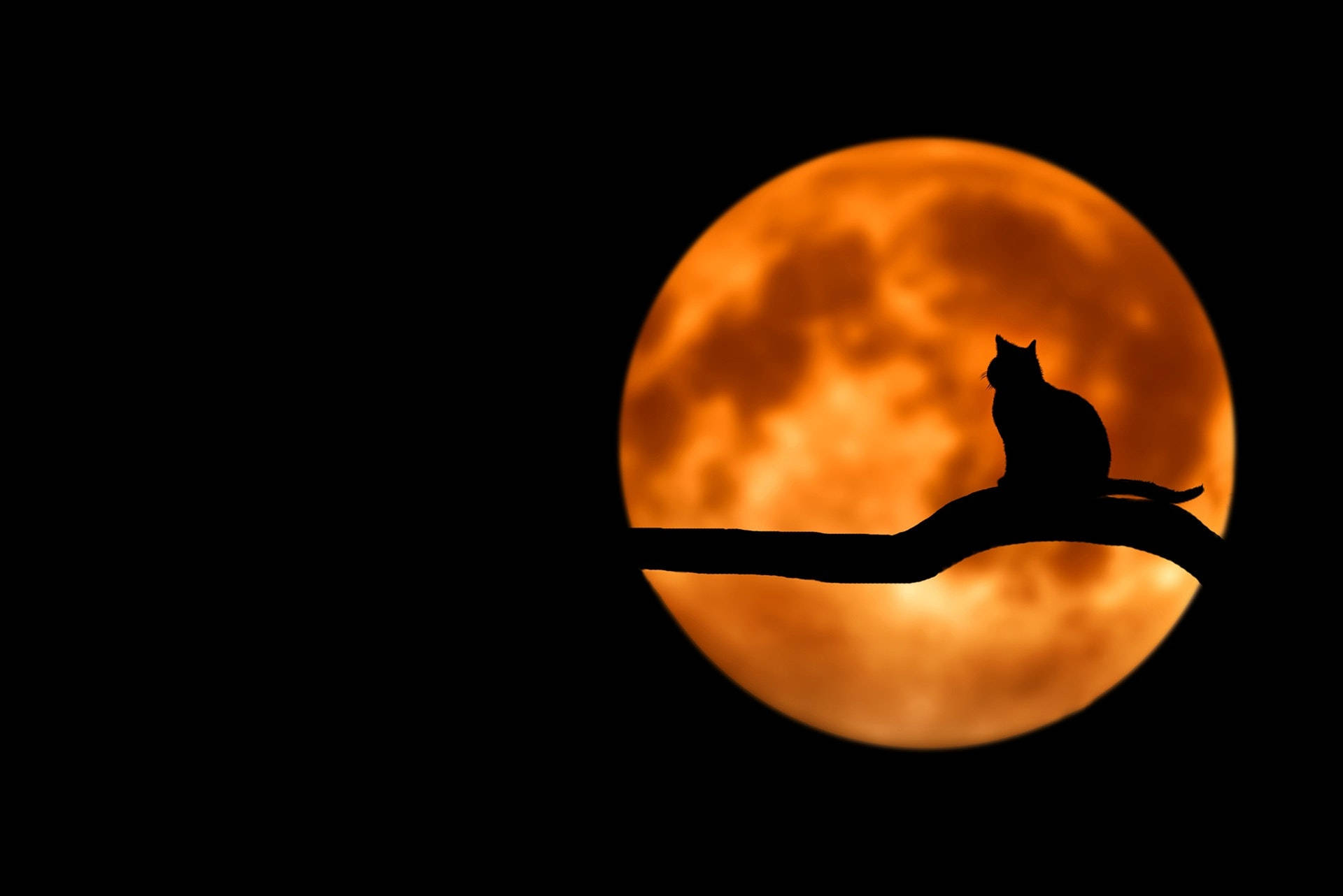 cat silhouette, full moon, glowing orange, Full HD Desktop Wallpaper