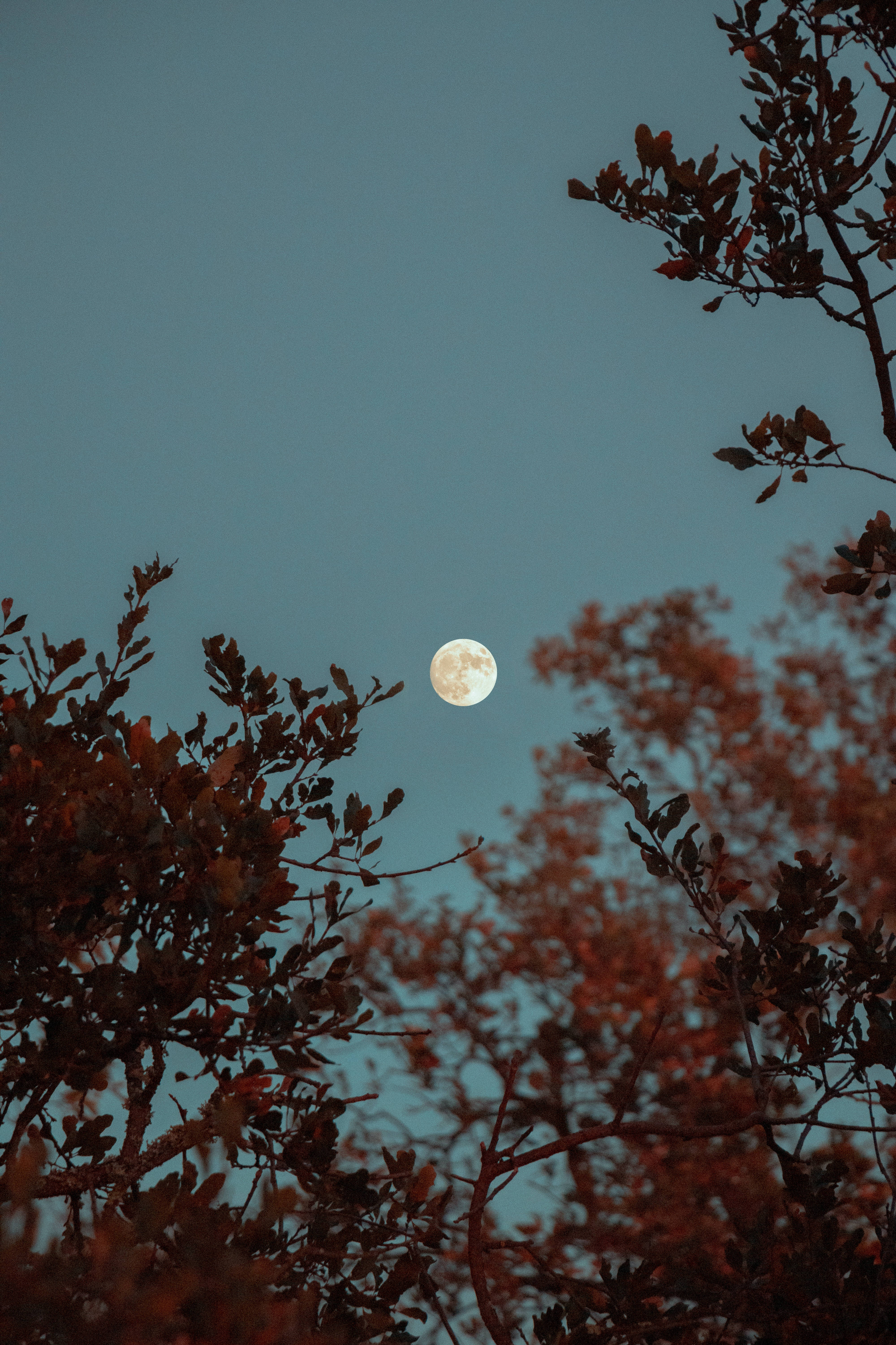 Full Moon, autumn trees, twilight sky, 5K Phone Wallpaper