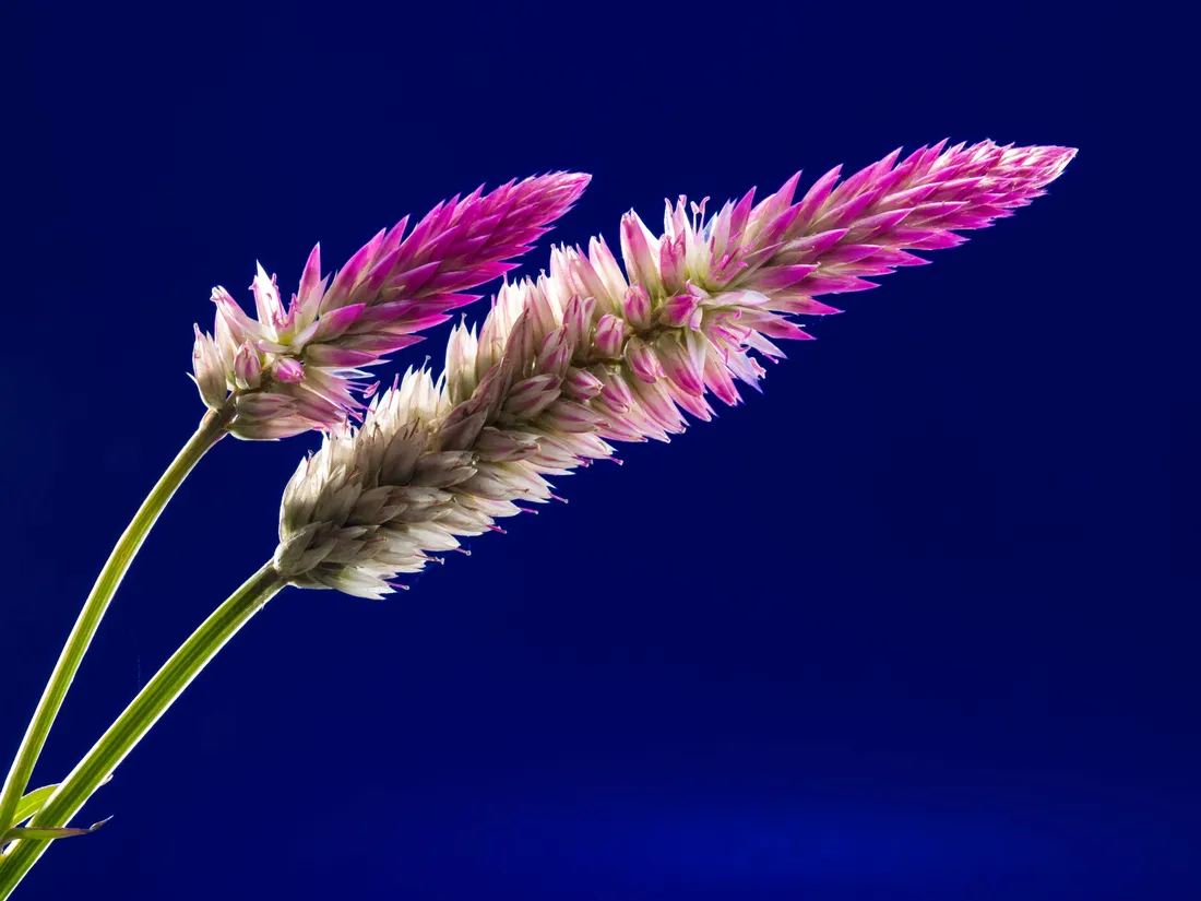 Full Screen 4K Flowers