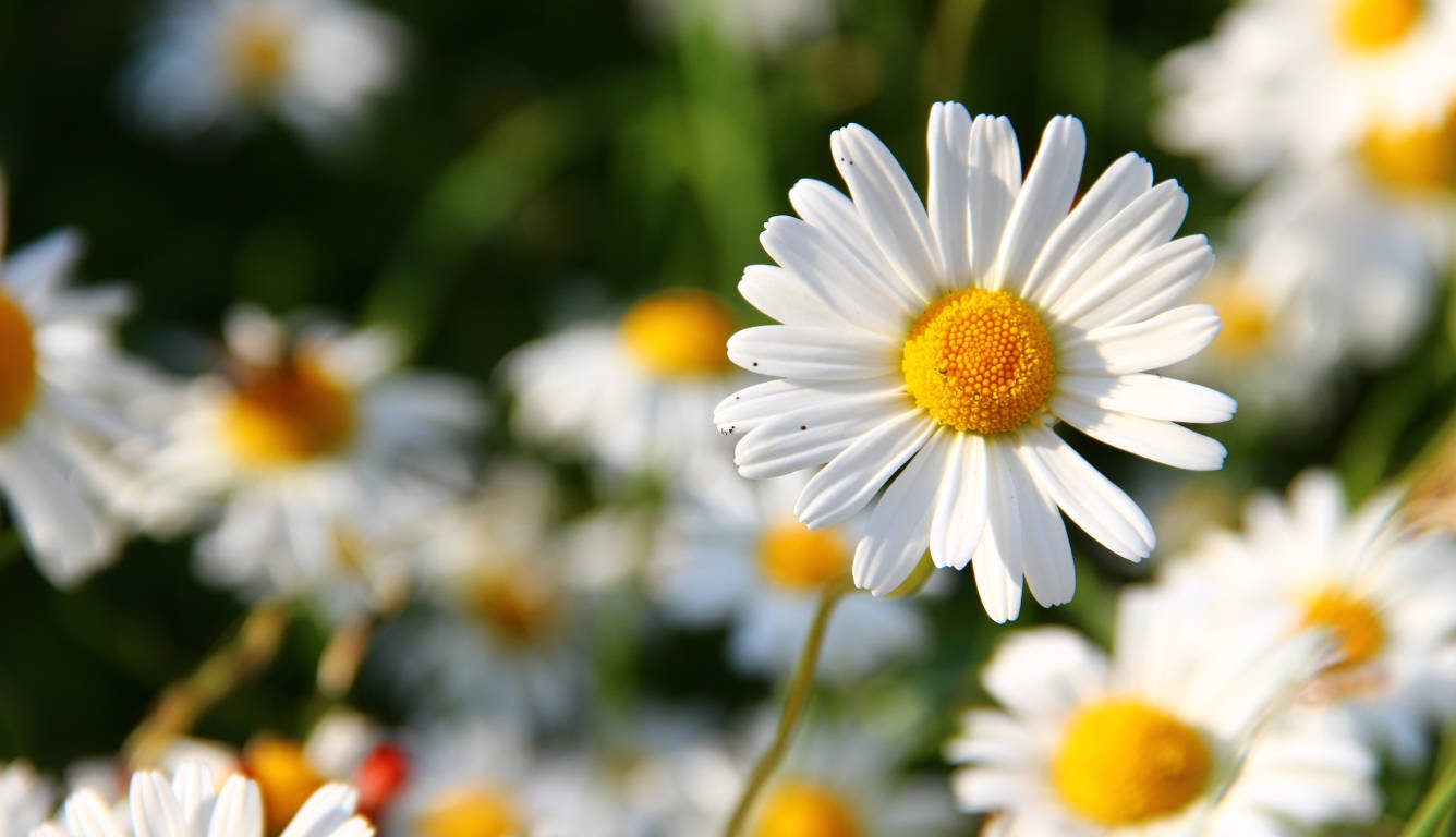 Full Screen 4K Flowers, daisy, white petals, HD Desktop Wallpaper