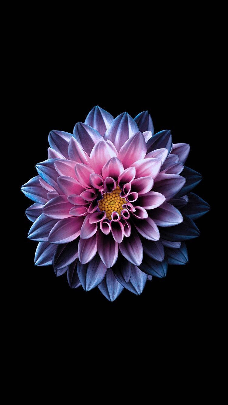 Enchanting Bloom, dahlia, pink and blue petals, HD Phone Wallpaper