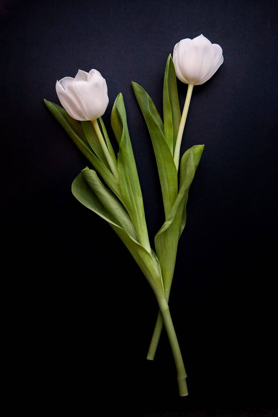 Full Screen 4K Flowers, white tulip, deep black background, HD Phone Wallpaper