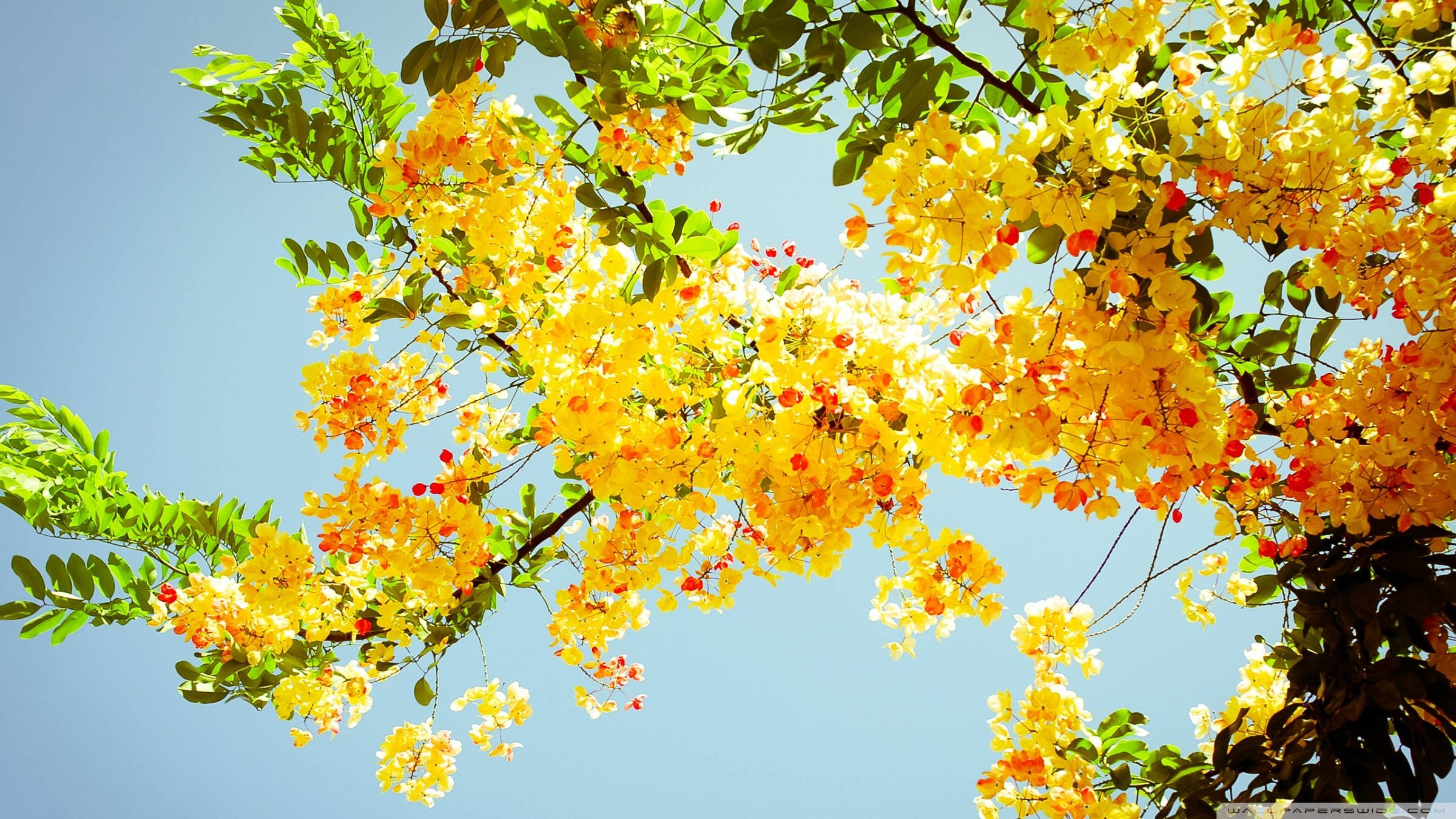 Full Screen 4K Flowers, cassia tree, vibrant yellow blossoms, Full HD Desktop Wallpaper