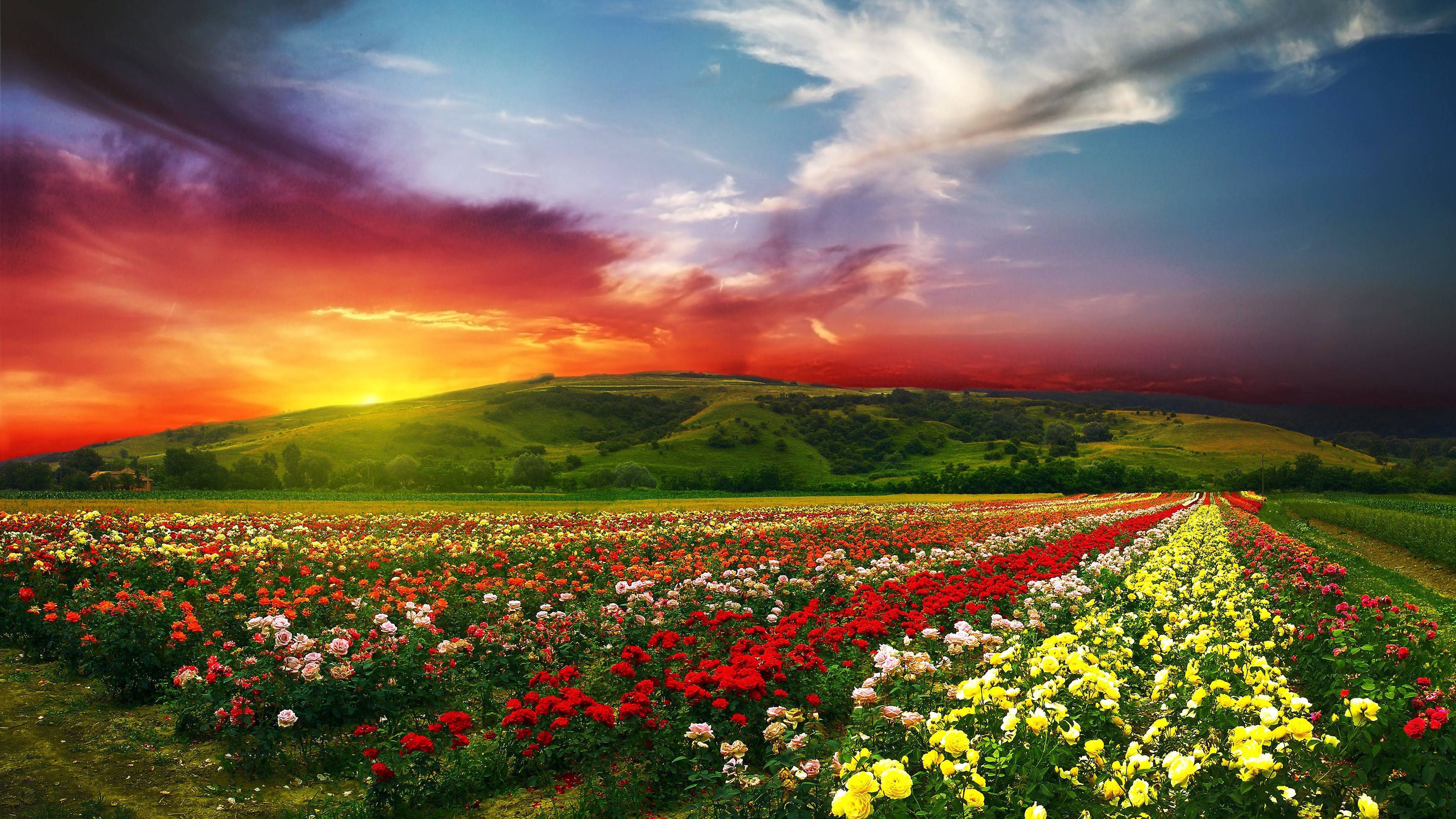 Full Screen 4K Flowers, roses, red yellow and white, 4K Desktop Wallpaper