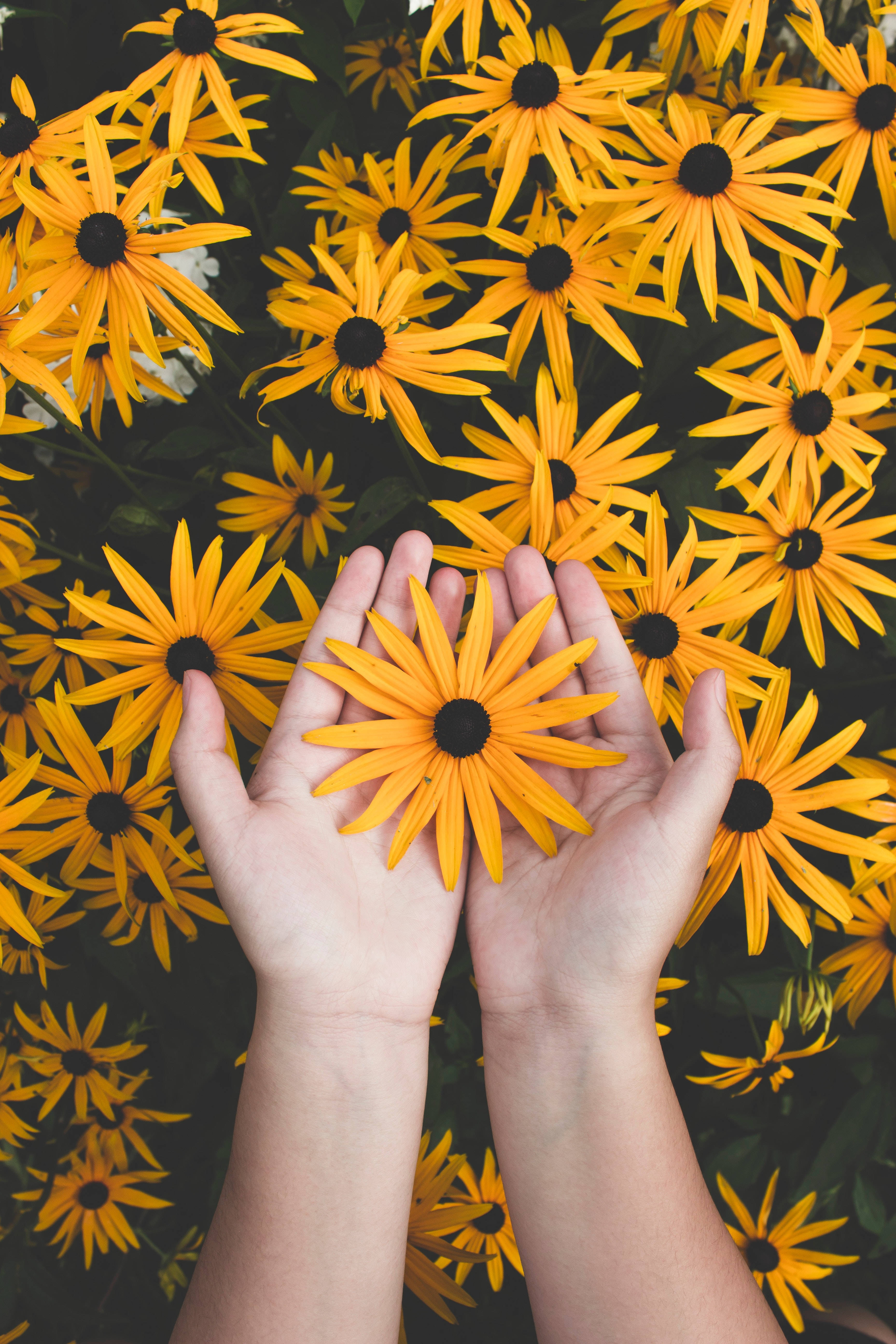 yellow black-eyed susan flower, field of identical blooms, soft natural light, 5K Phone Wallpaper