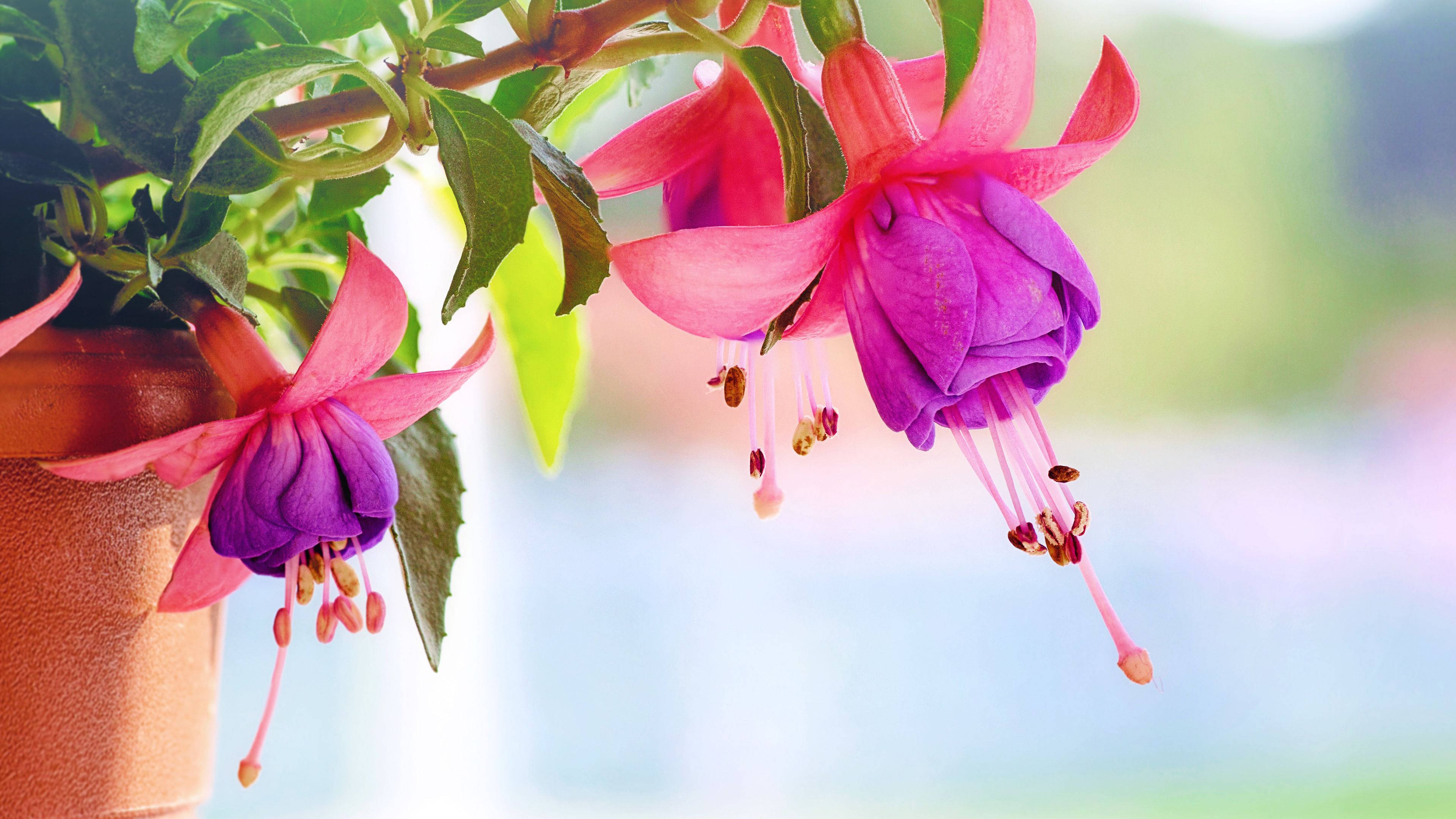 Full Screen 4K Flowers, hybrid fuchsia, fuchsia flowers, 4K Desktop Wallpaper