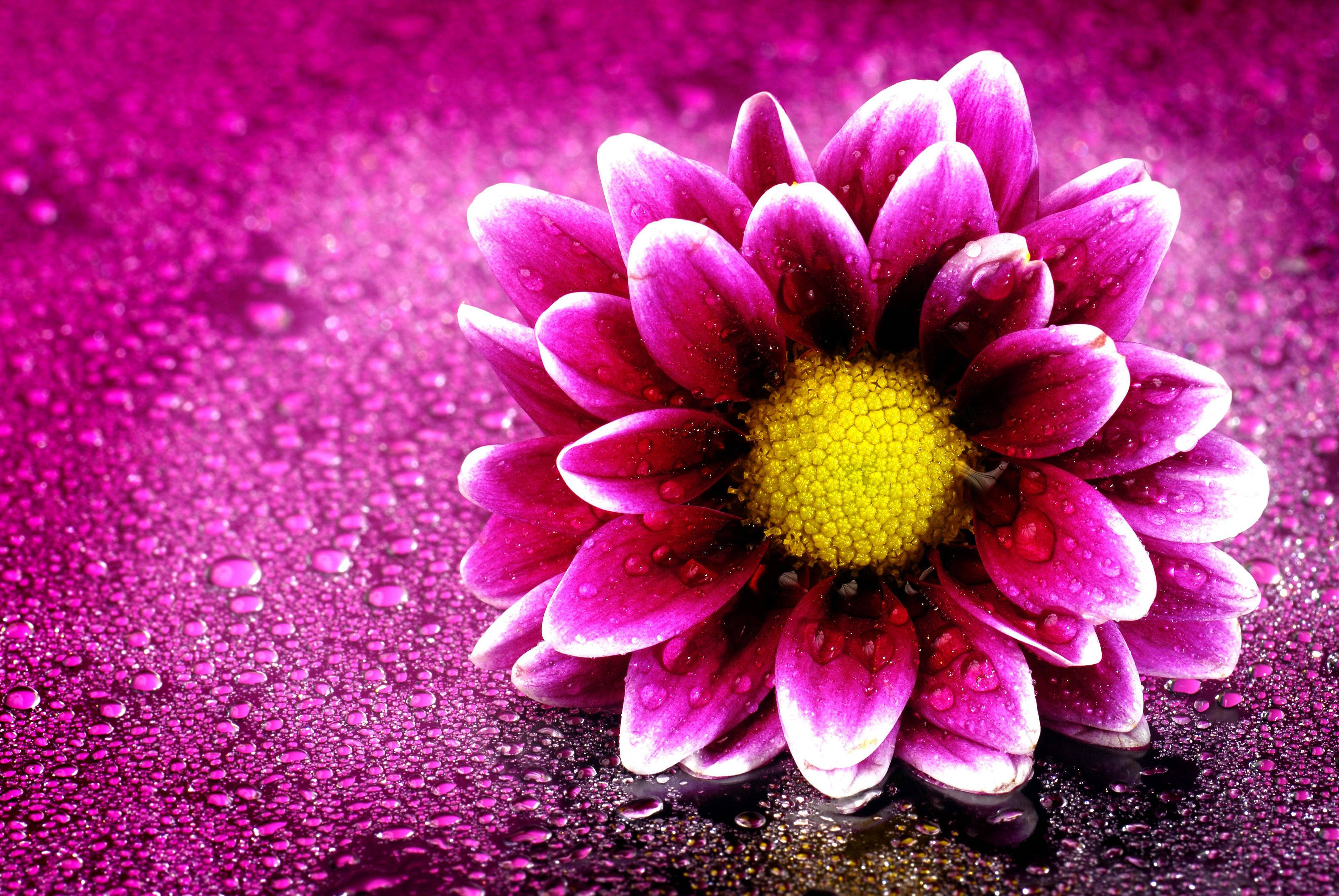 violet chrysanthemum, magenta dahlia, yellow center, 4K Desktop Wallpaper