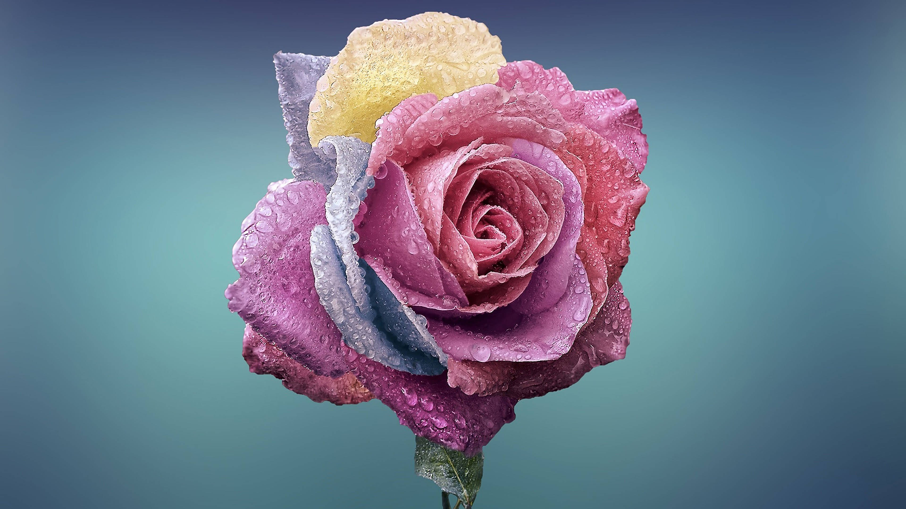 multi colored rose, pink rose, dew drops, 4K Desktop Wallpaper