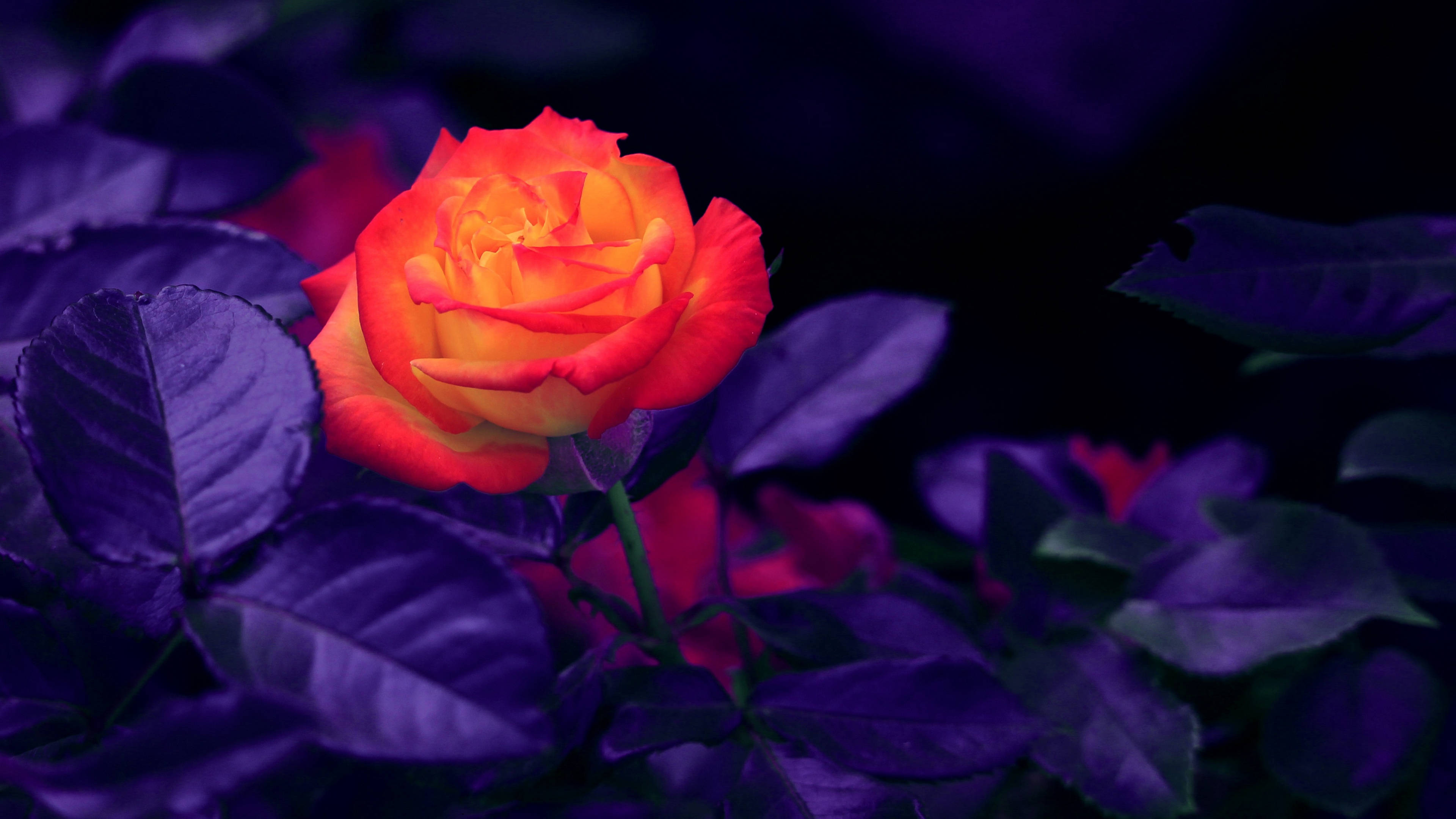 full screen 4k flowers, purple leaves, vibrant orange rose, 4K Desktop Wallpaper
