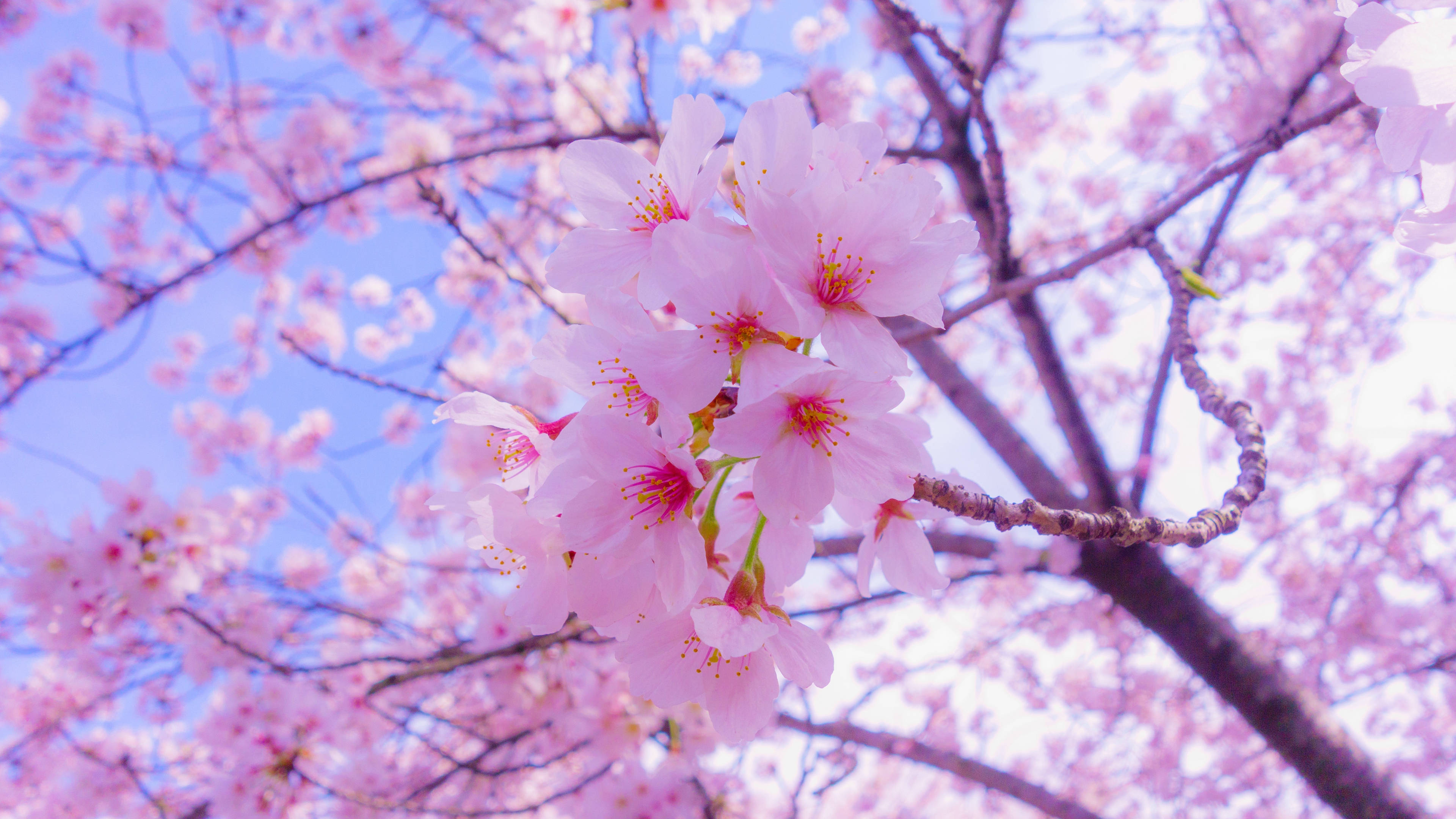 Full Screen 4K Flowers, cherry blossoms, pink, 4K Desktop Wallpaper