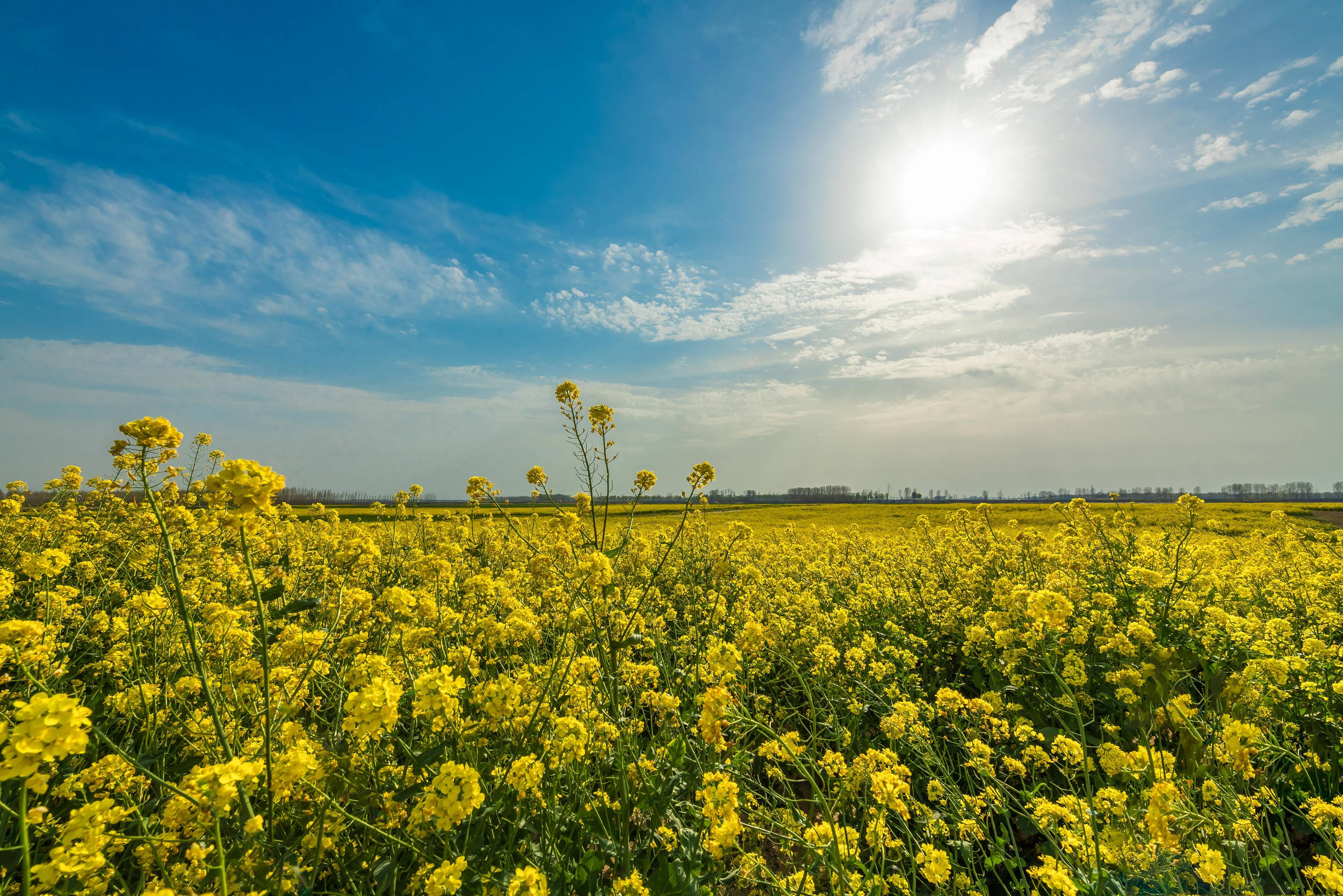 Full Screen 4K Flowers, rapeseed field, bright yellow rapeseed flowers, Full HD Desktop Wallpaper