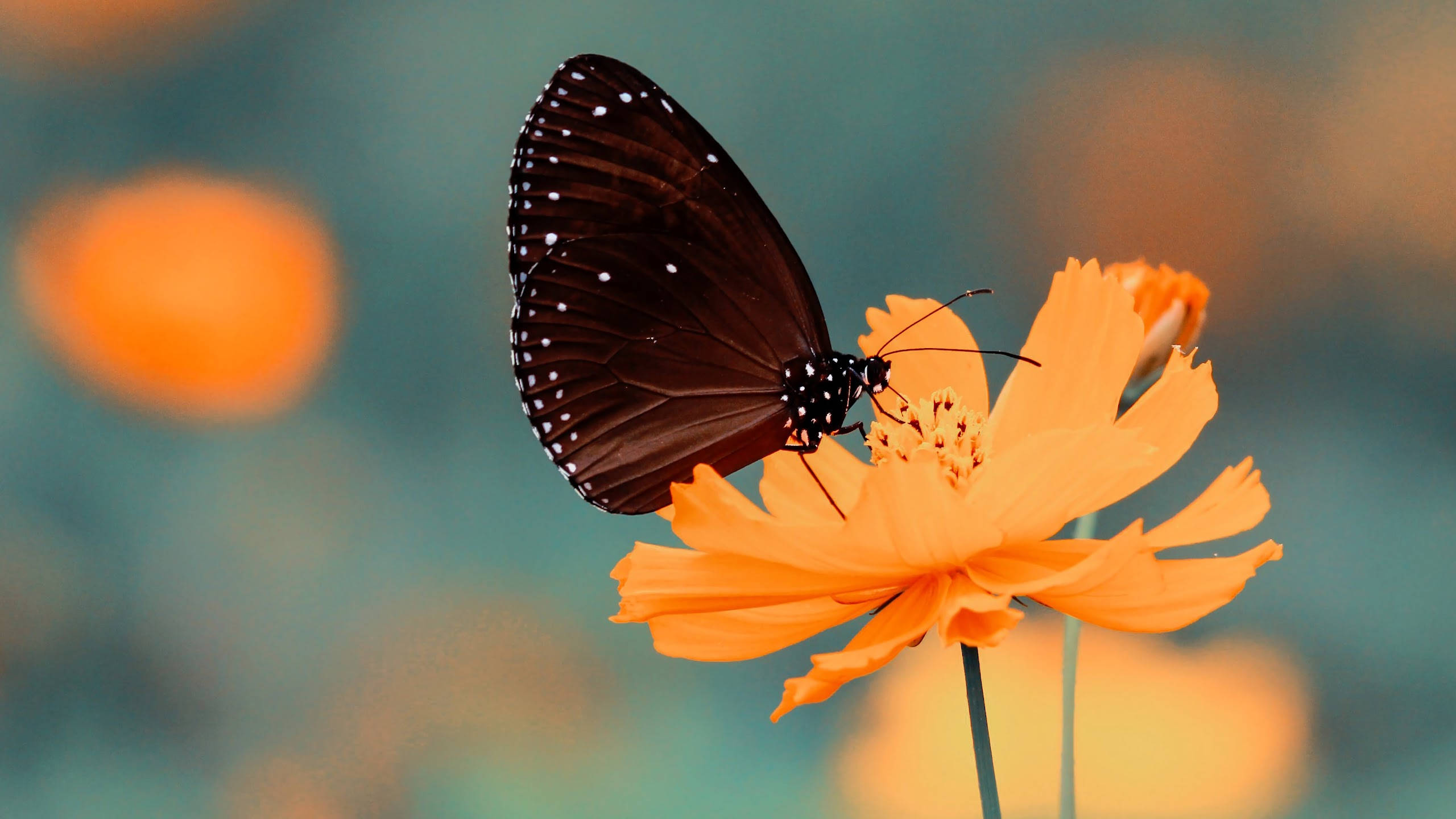 Full Screen 4K Flowers, cosmos, butterfly, 2K Desktop Wallpaper