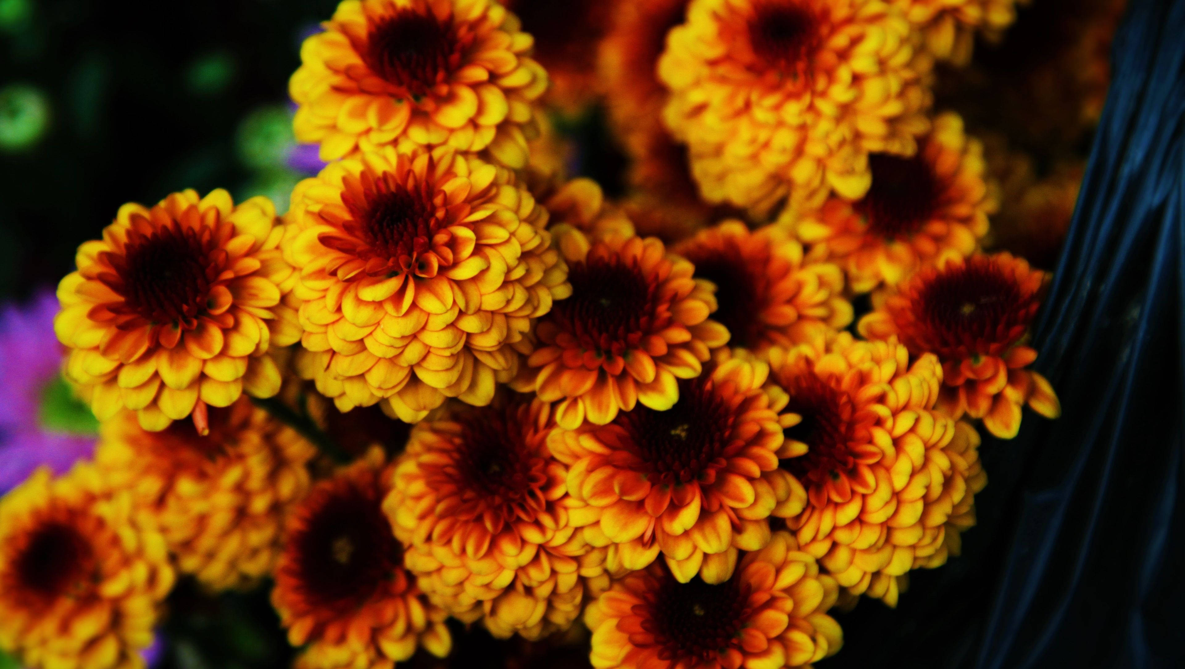 yellow chrysanthemums, full screen 4k flowers, vibrant orange and yellow daisies, 4K Desktop Wallpaper