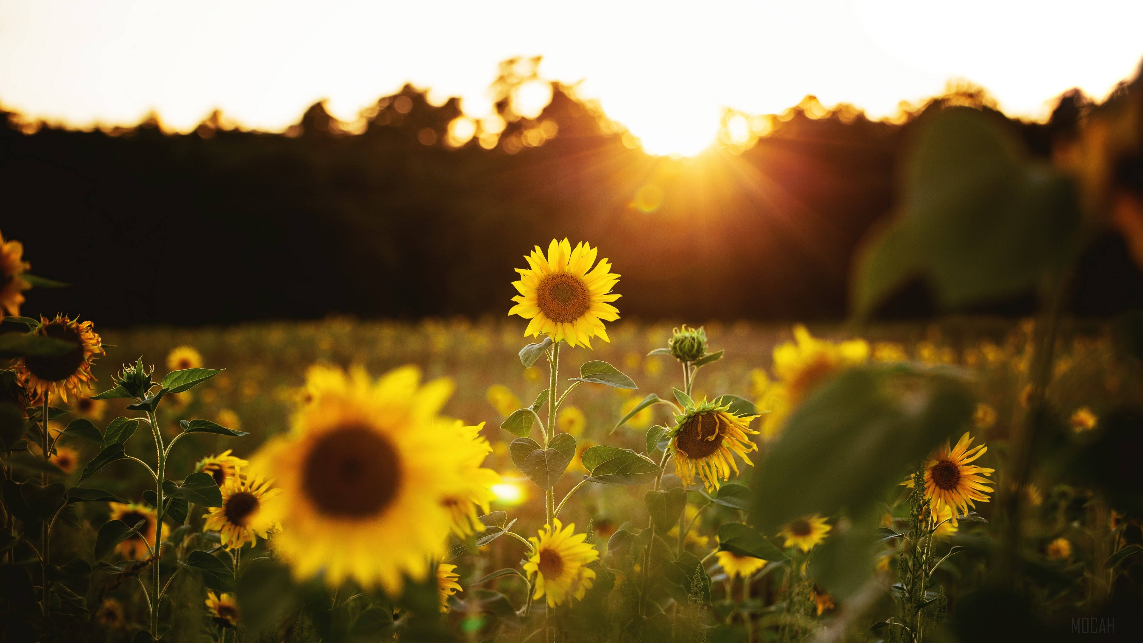 sunflower, full screen 4k flowers, sunset, 4K Desktop Wallpaper