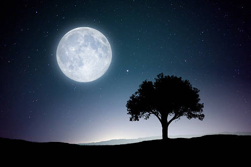 full moon, starry night sky, lone tree silhouette, SD Desktop Wallpaper