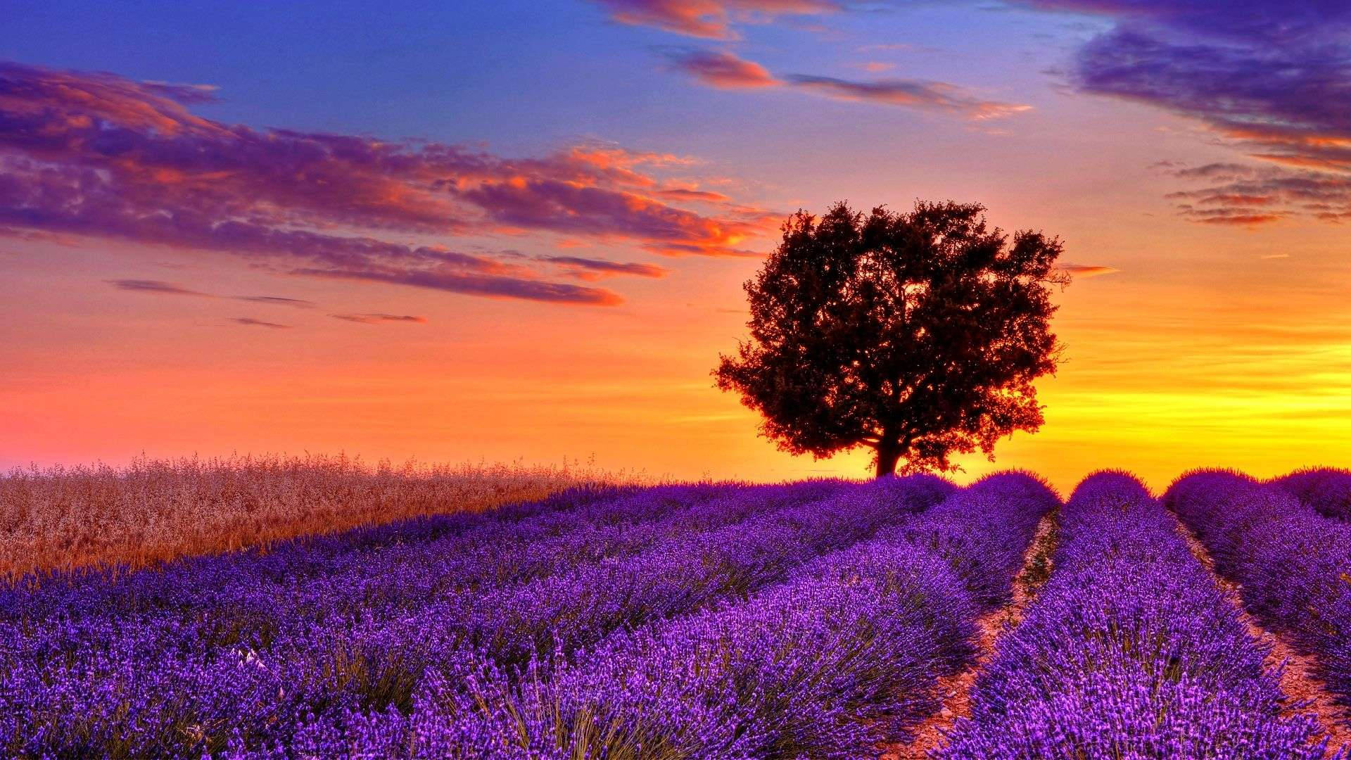 purple lavender fields, lone tree, fiery sunset, Full HD Desktop Wallpaper