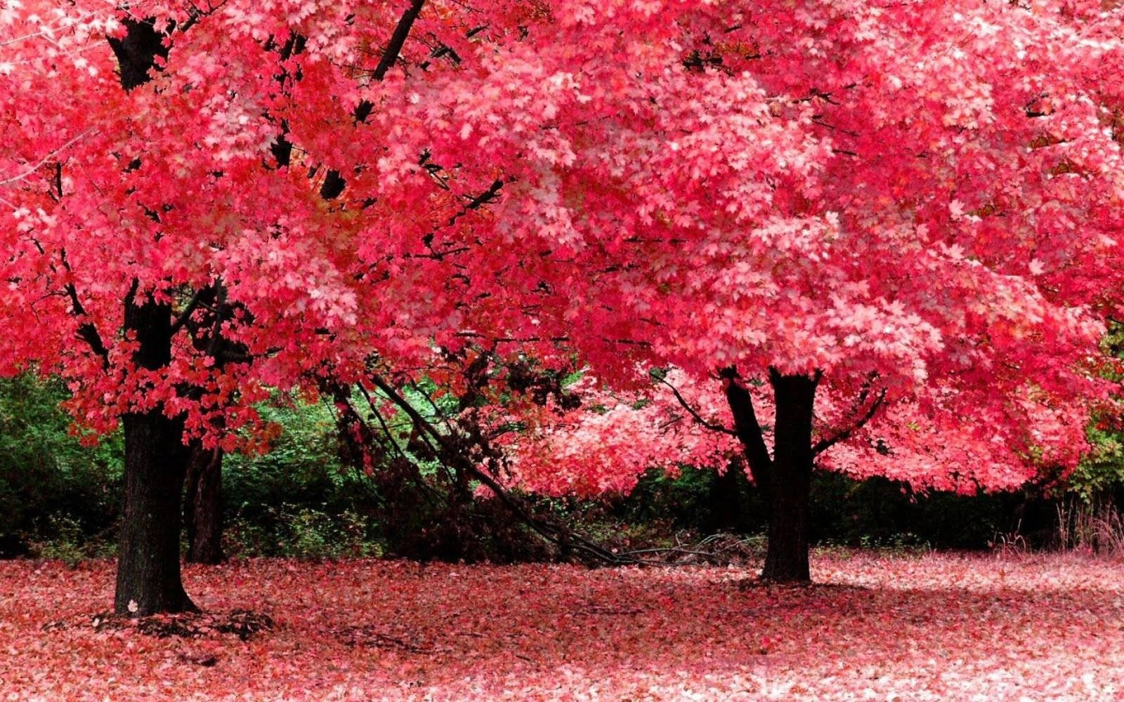 sakura trees, pink maple trees, dense foliage, HD Desktop Wallpaper