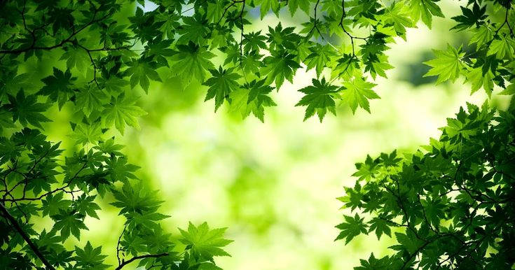 green maple, lush forest canopy, glowing background, SD Desktop Wallpaper