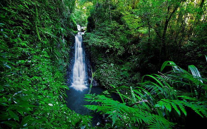 mini waterfalls, lush green jungle, dense foliage, SD Desktop Wallpaper