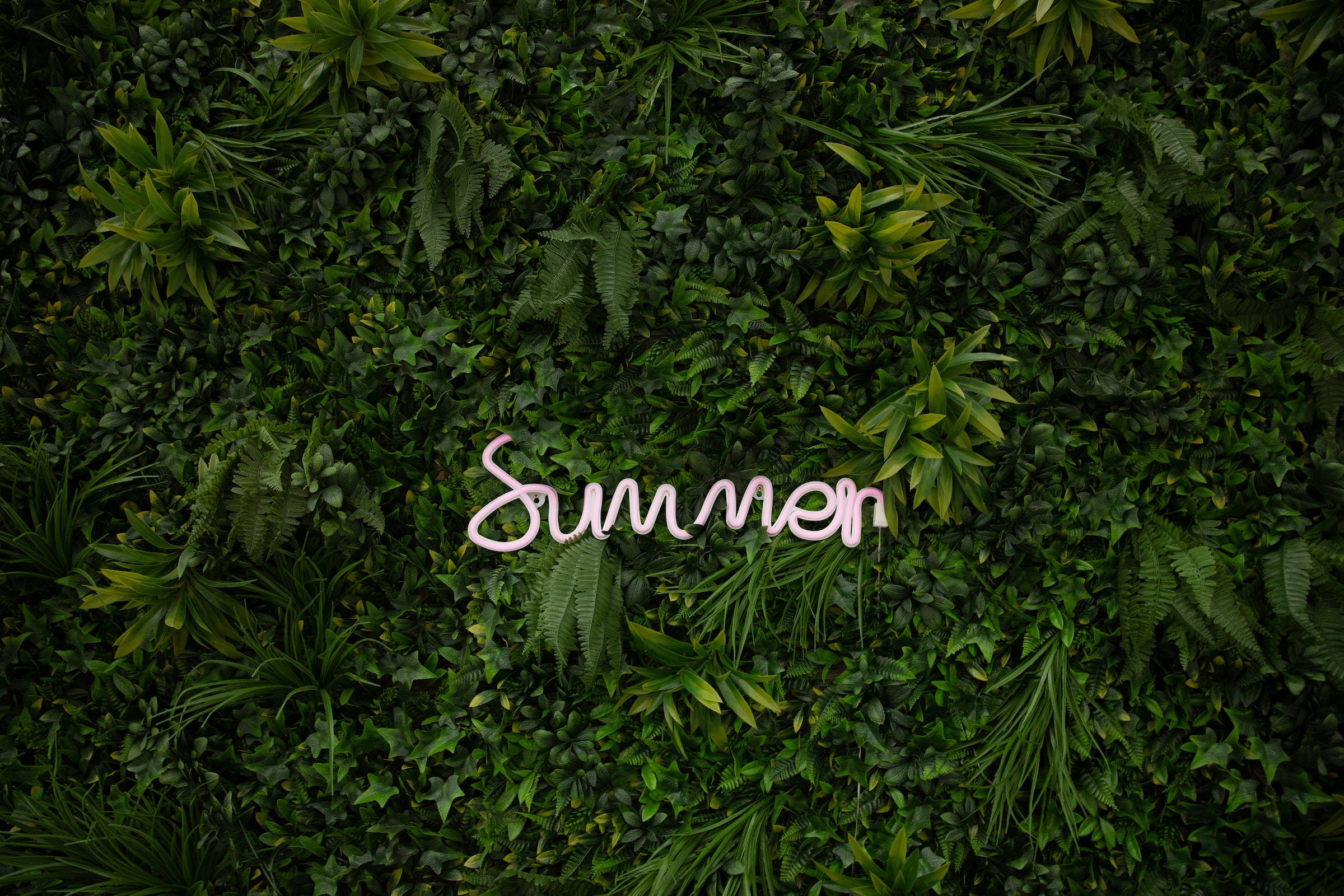 Summer, pink cursive, lush green living wall, Full HD Desktop Wallpaper