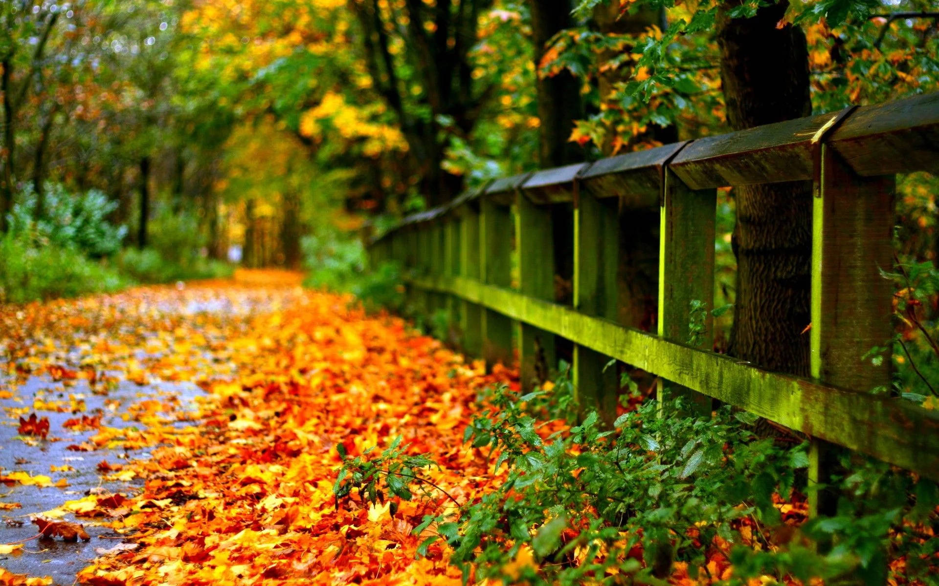 autumn leaves, winding forest path, vibrant orange and yellow, Full HD Desktop Wallpaper