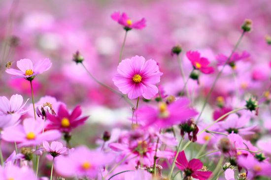 pink cosmos, vibrant pink cosmos flowers, yellow centers, SD Desktop Wallpaper