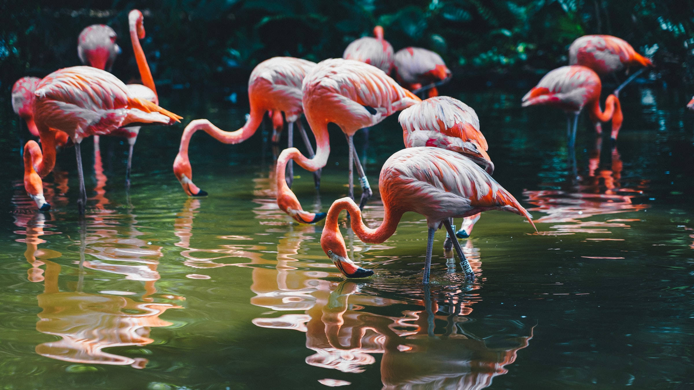 flamingos, pink flamingos, shallow water, Full HD Desktop Wallpaper