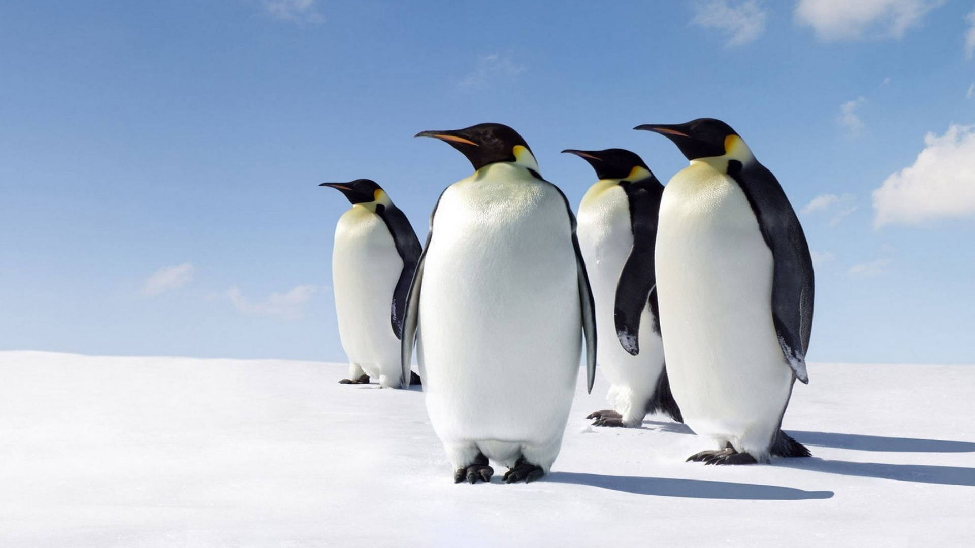 emperor penguins, bright snowy plain, clear blue sky, Full HD Desktop Wallpaper