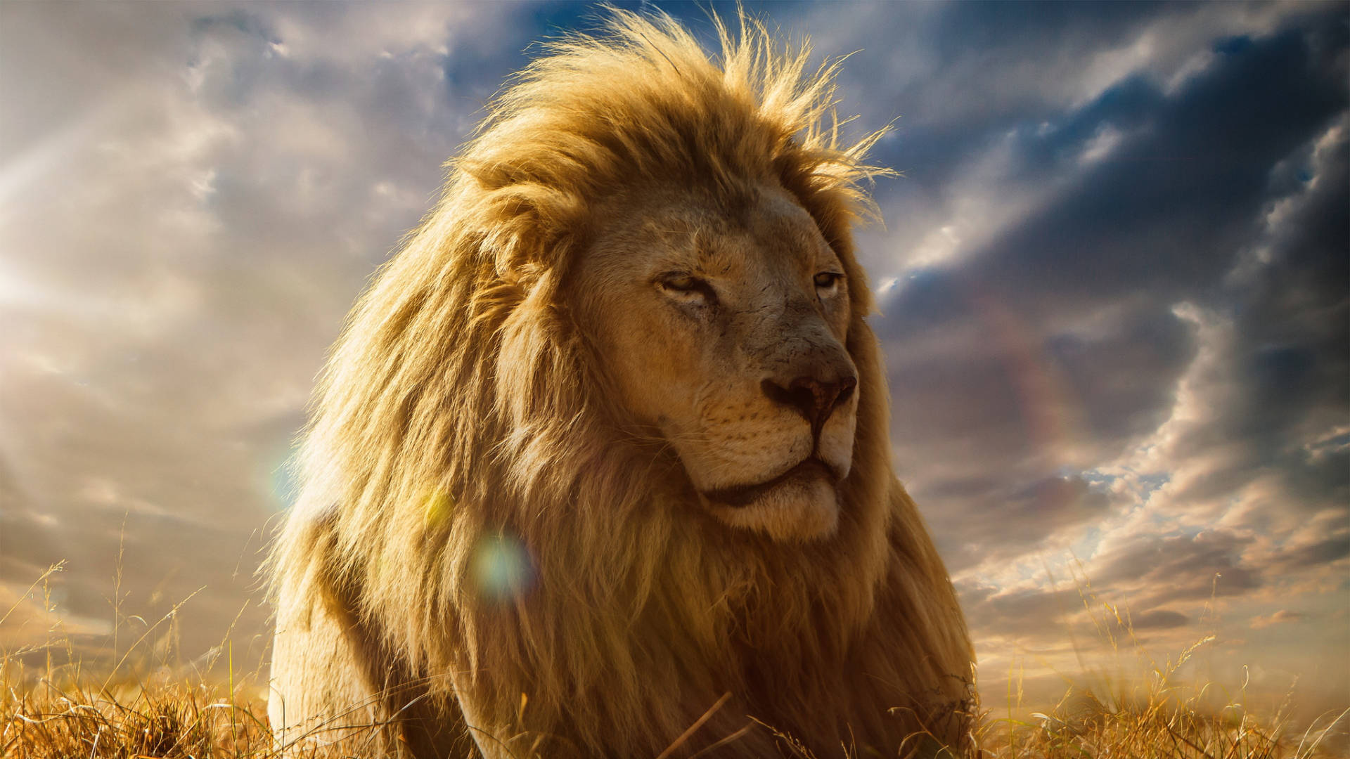 lion, male lion, full golden mane, Full HD Desktop Wallpaper