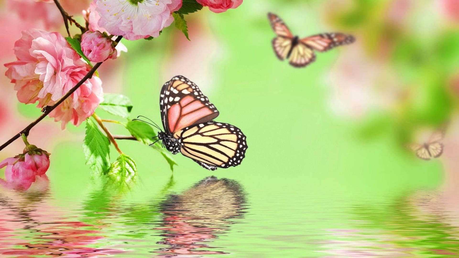 monarch butterfly, cherry blossom branch, calm water, Full HD Desktop Wallpaper