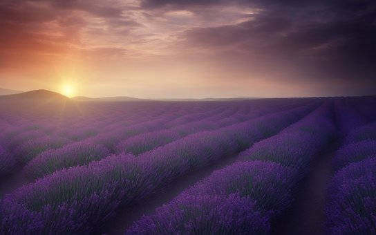 purple lavender, glowing sunset, distant hills, SD Desktop Wallpaper