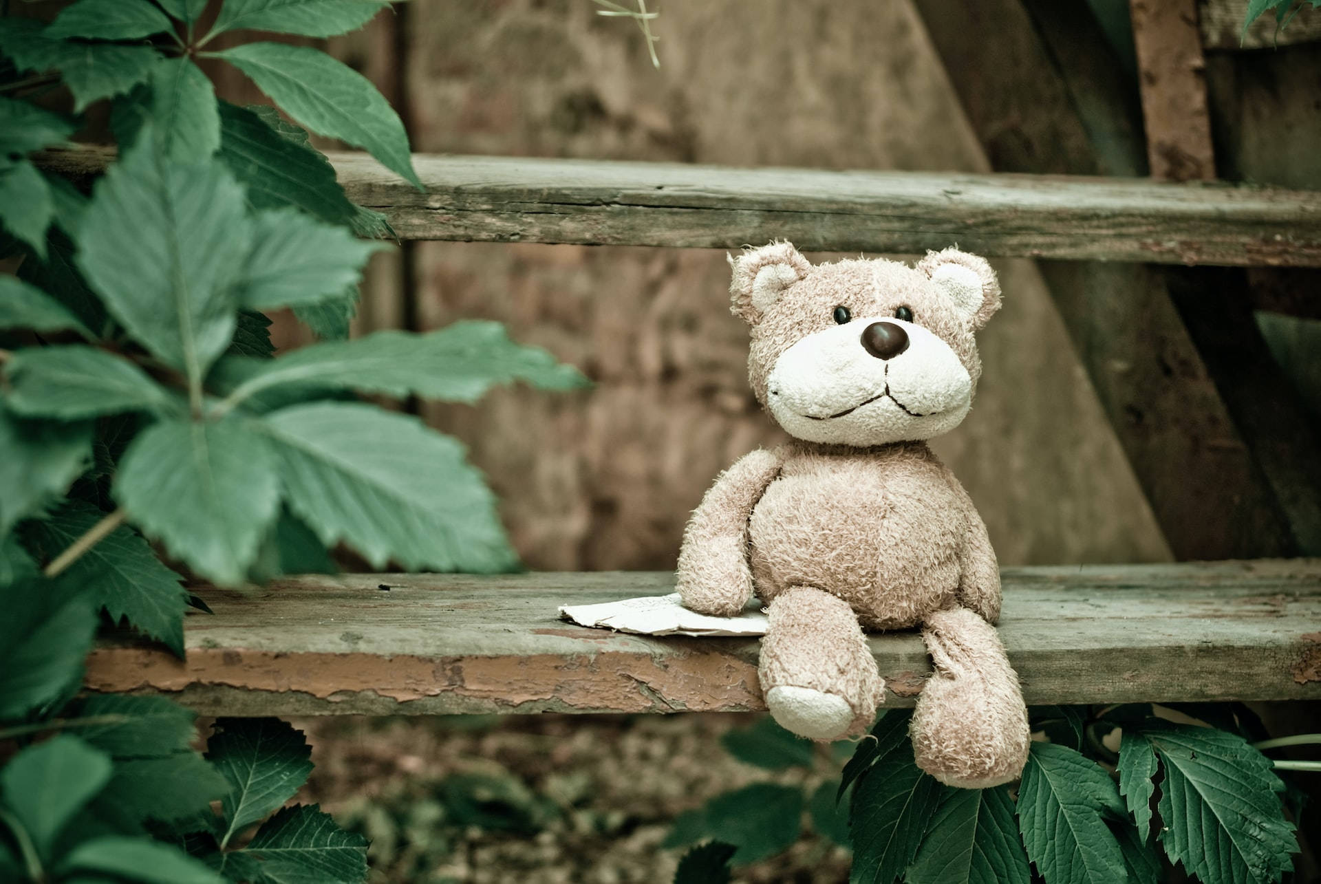 teddy bear plushie, weathered wooden bench, lush green foliage, Full HD Desktop Wallpaper