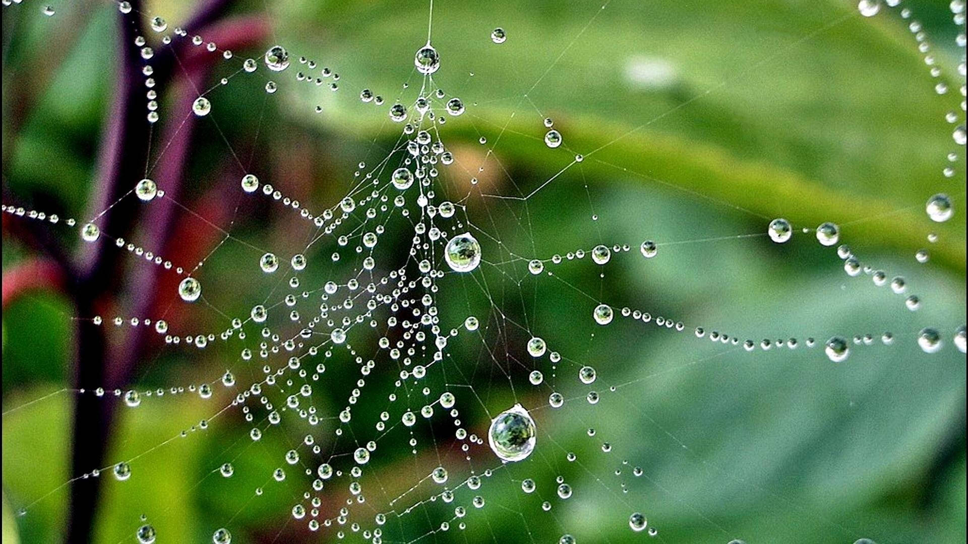 spiderweb, dewdrops, soft green leafy background, Full HD Desktop Wallpaper
