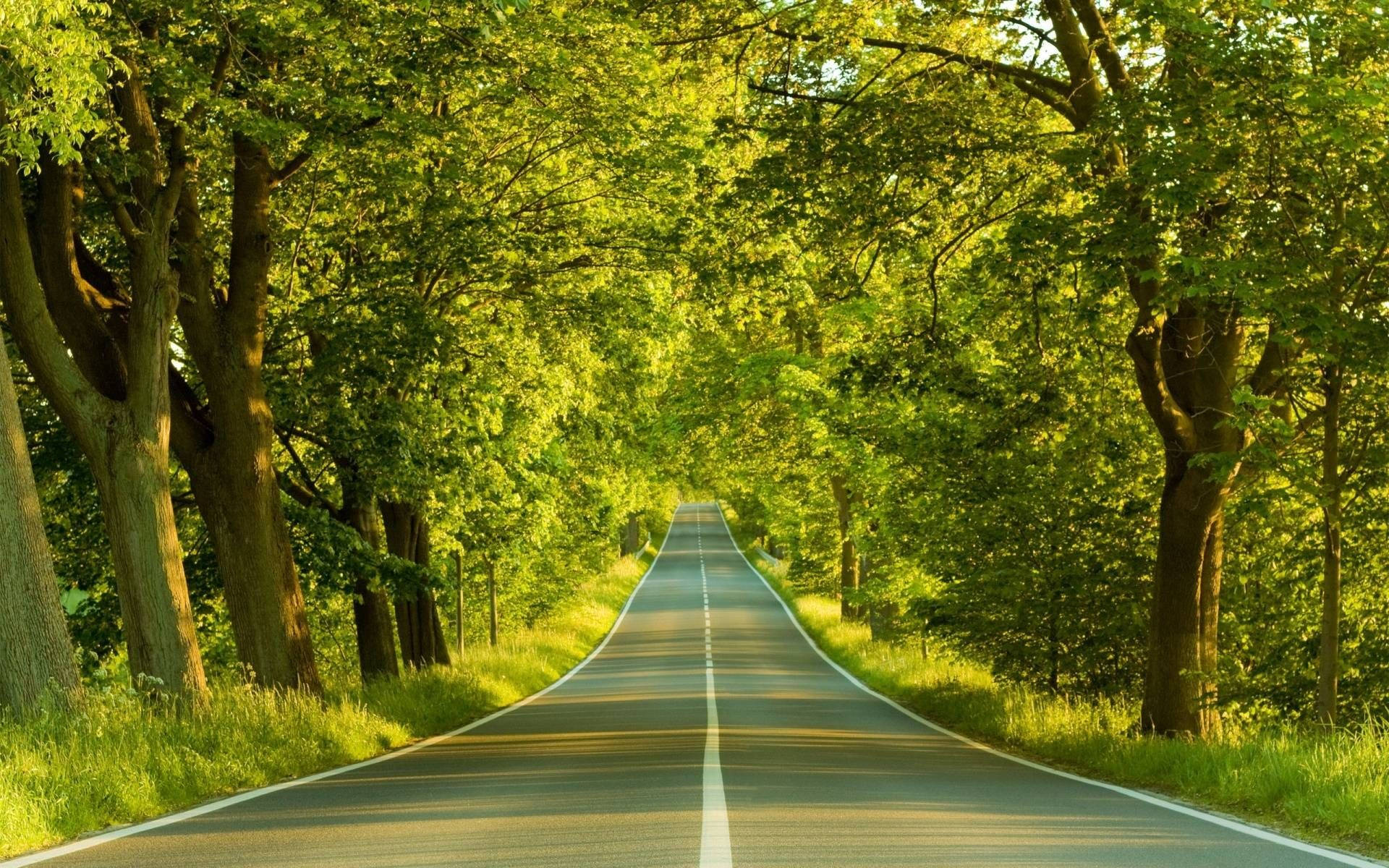 asphalt road, vibrant green trees, warm golden sunlight, Full HD Desktop Wallpaper