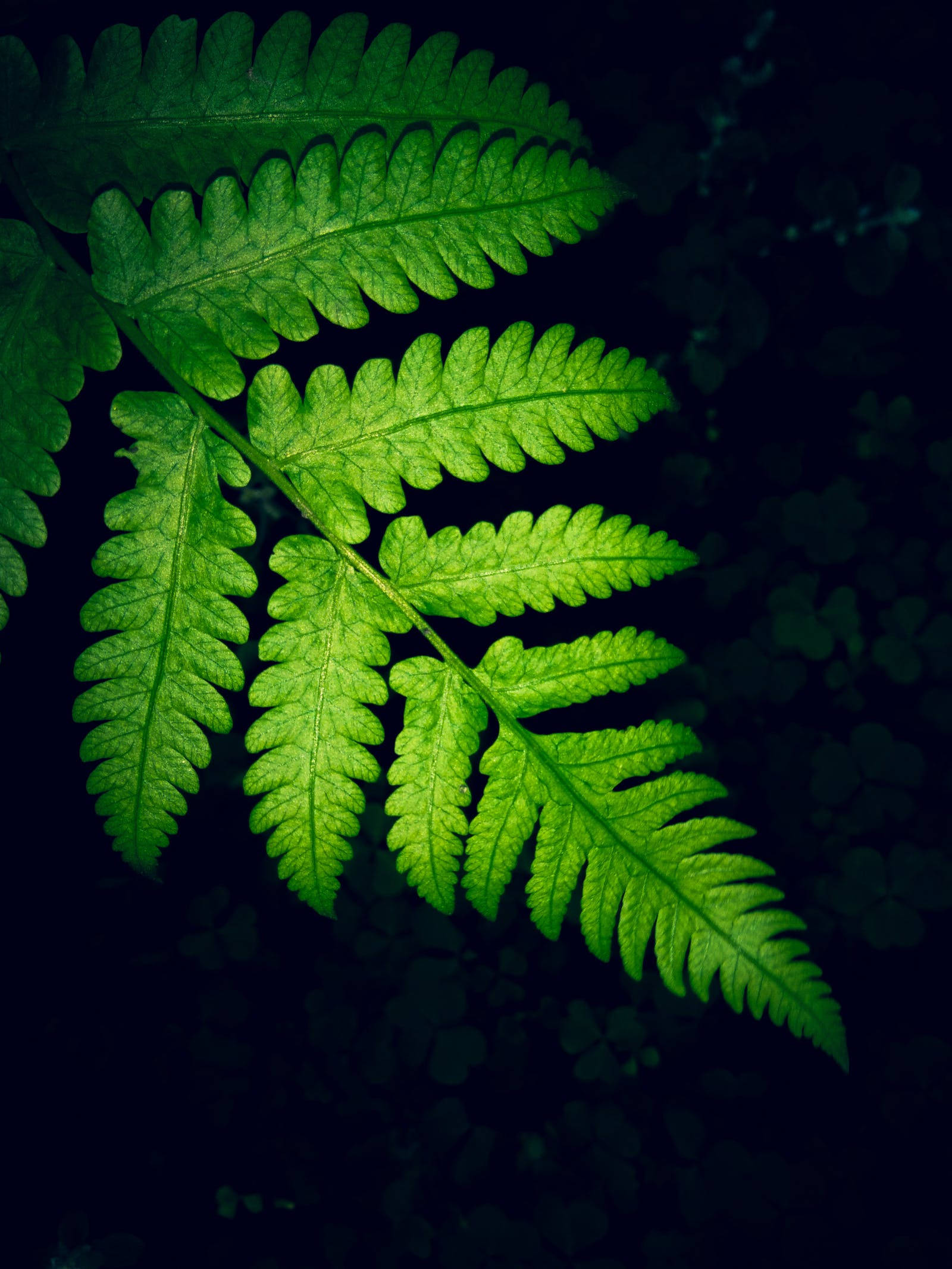 Fern Leaf, vibrant green, deep dark background, Full HD Phone Wallpaper
